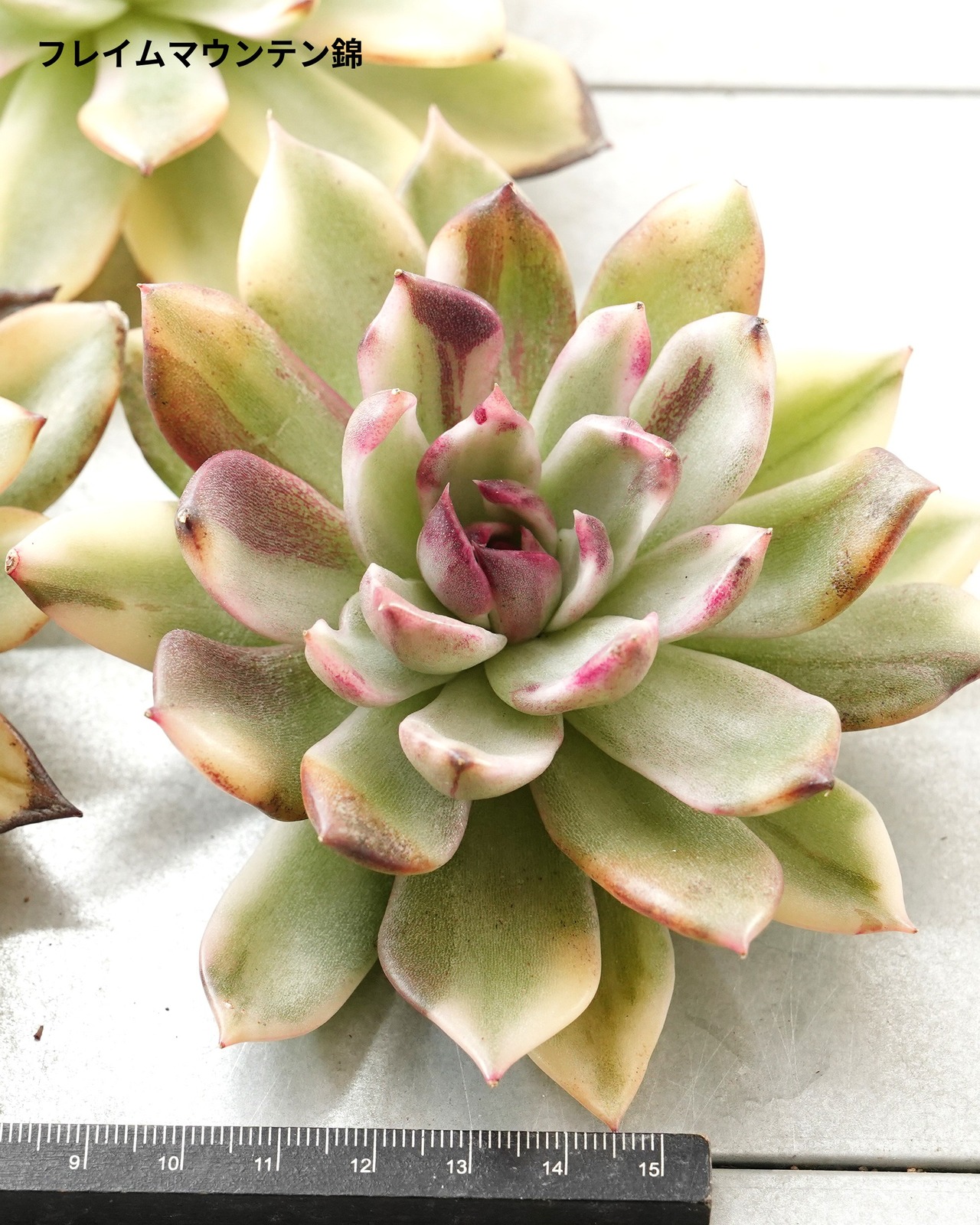【SUCCULENTSセット 5種】沙羅姫牡丹錦/フレイムマウンテン錦/ジュジュ 他