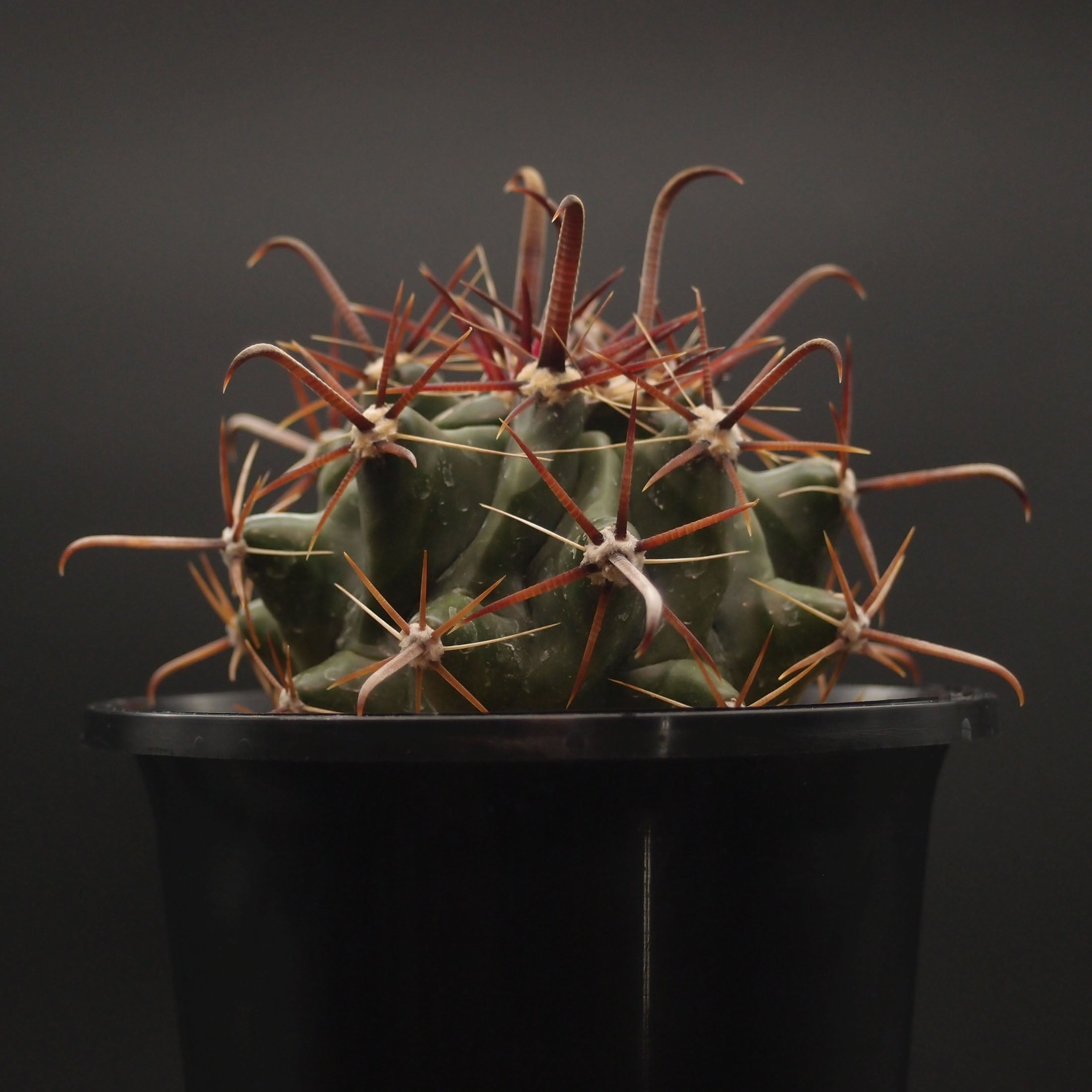 フェロカクタス属 | 万緑 BAN RYOKU