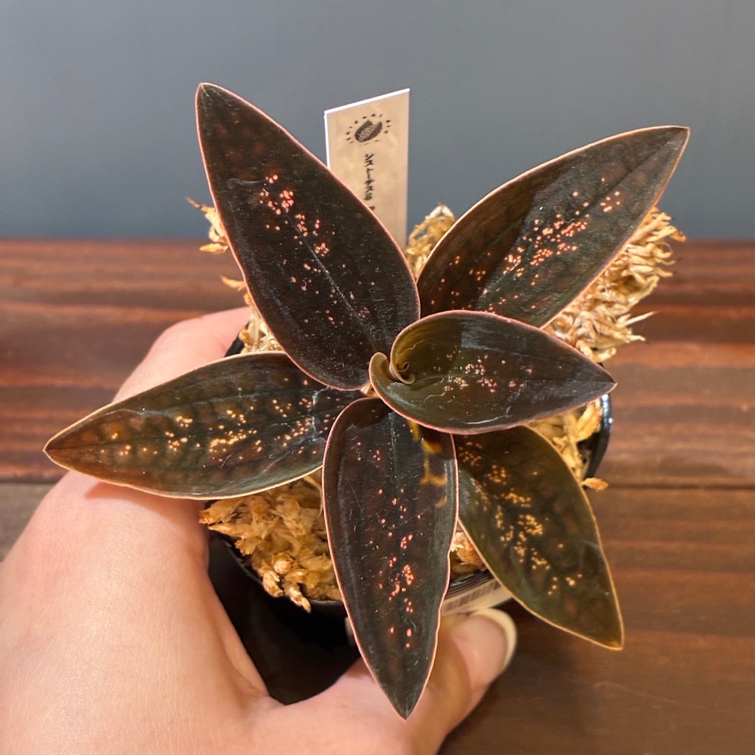 ジュエルオーキッド　シストーキス　sp. (レッド,パプア） ジュエルオーキッド シストーチスsp Red Papua【1113】 | PROTOLEAF