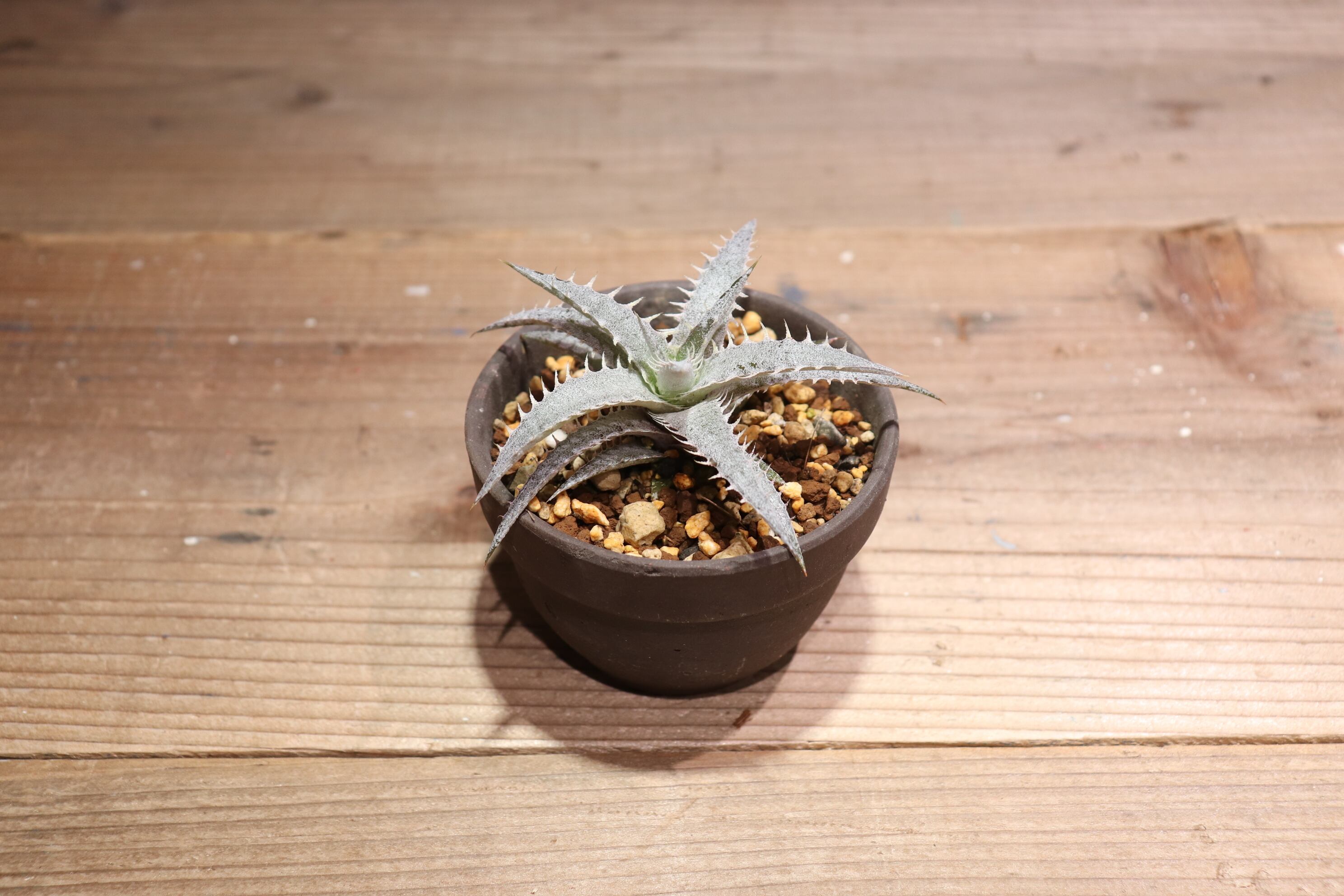 抜き苗送料無料】domfelicianensis x (delicata Rubra x magnifica