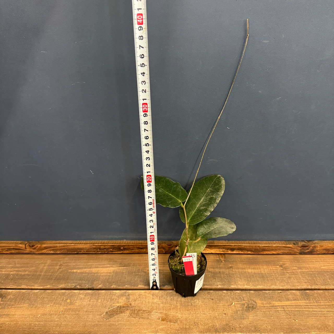 【クリアランス】ホヤ versteegii【348】