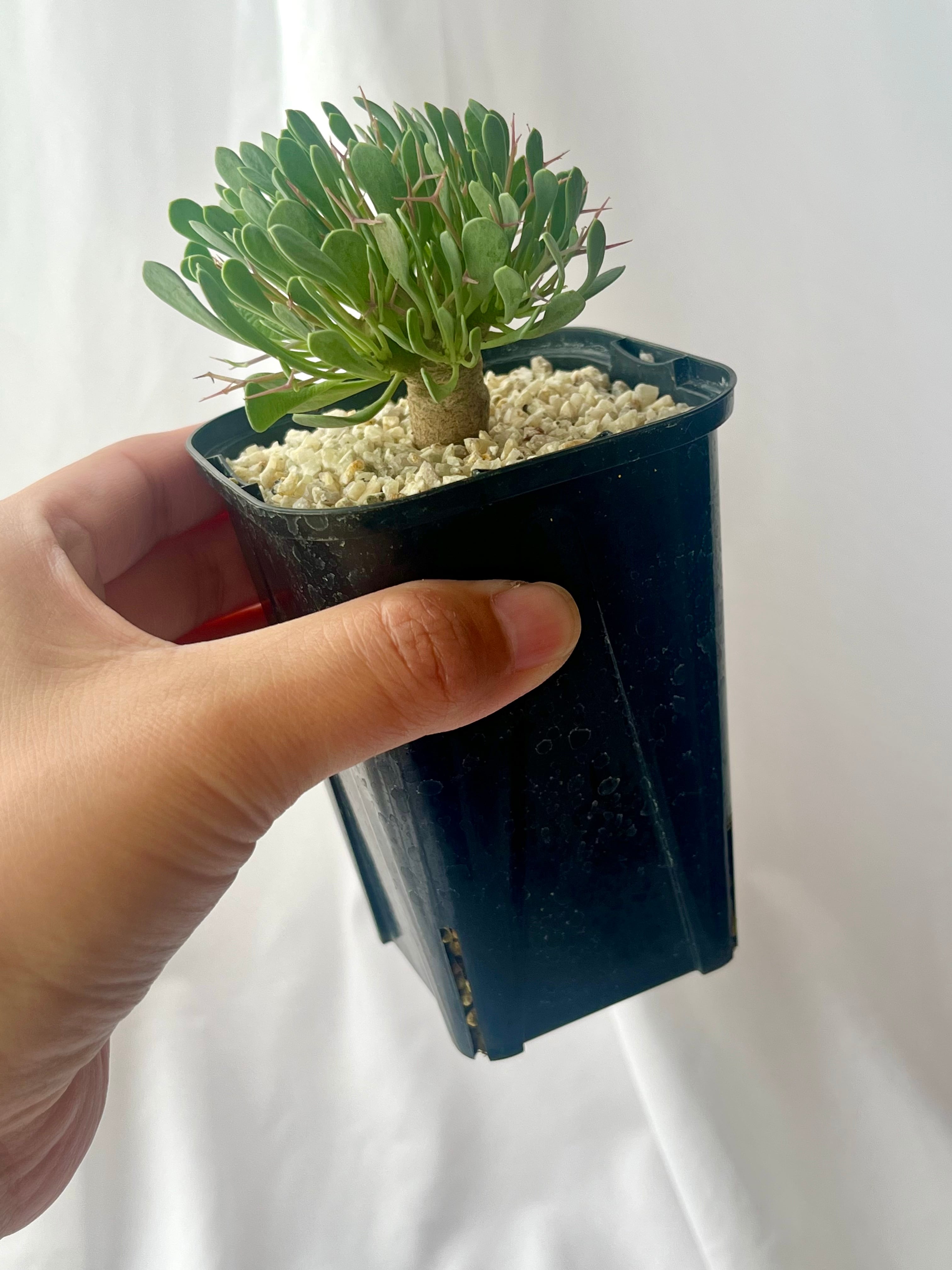 Othonna euphorbioides オトンナ ユーフォルビオイデス 黒鬼城 塊根