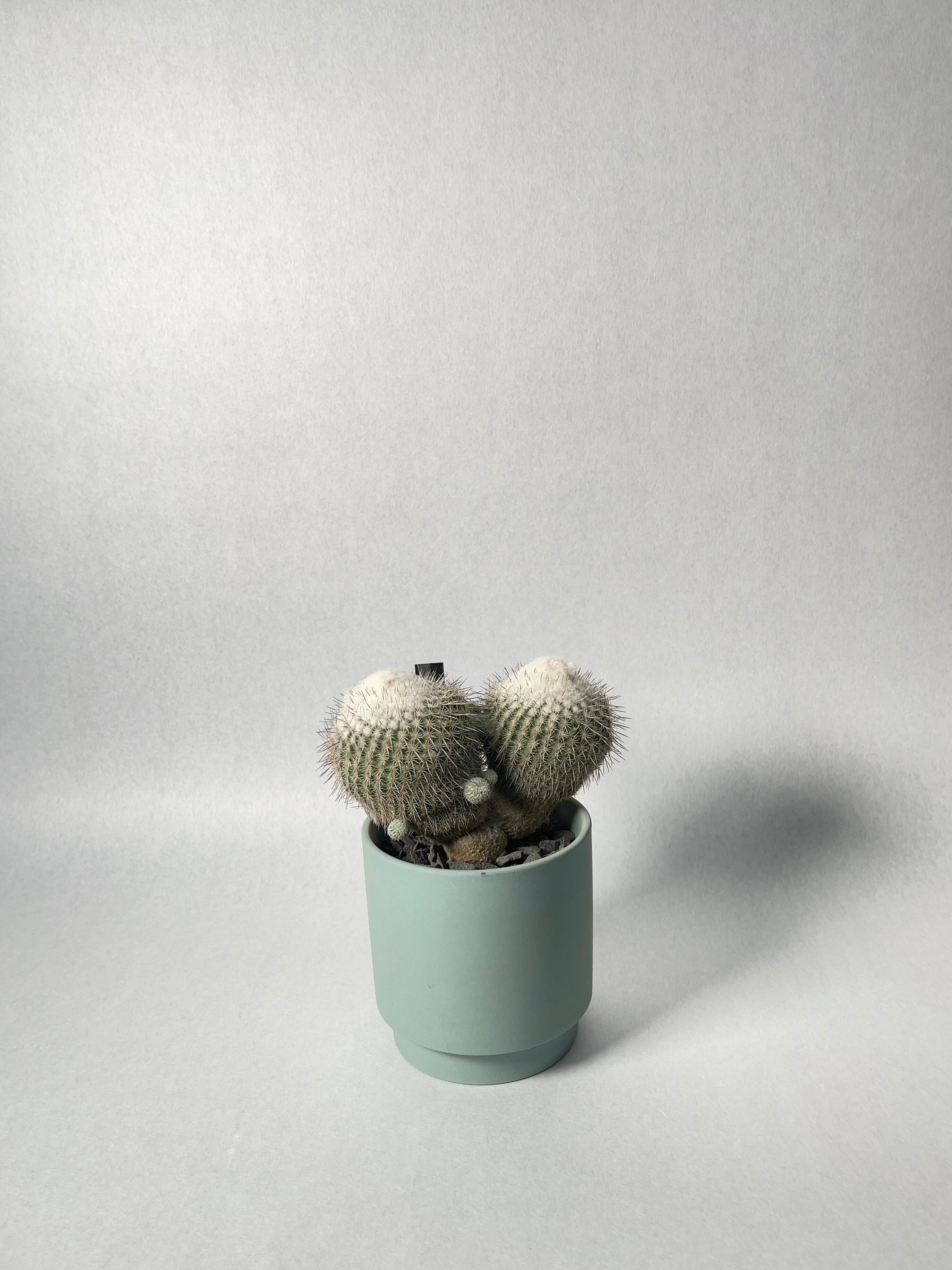 エピテランサ・かぐや姫 | trigger