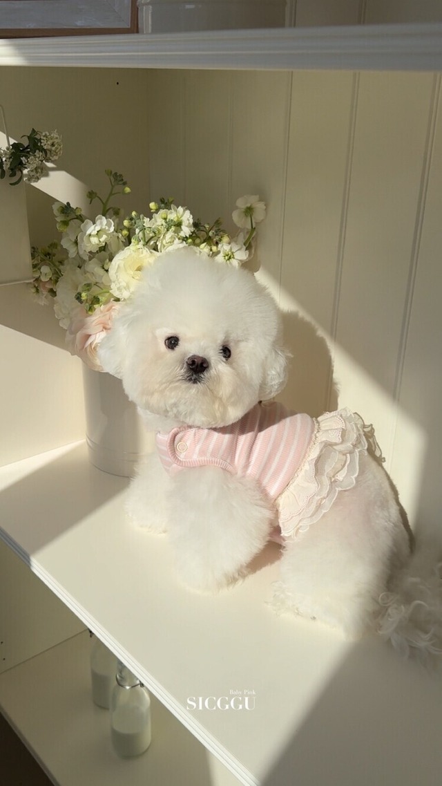 予約 【SICGGU】 Baby pink tick skirt