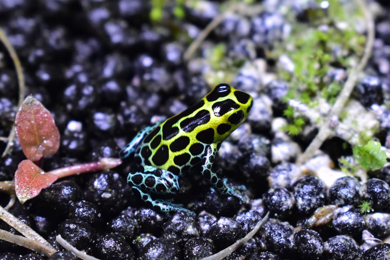 ラニトメヤ・バリアビリス 