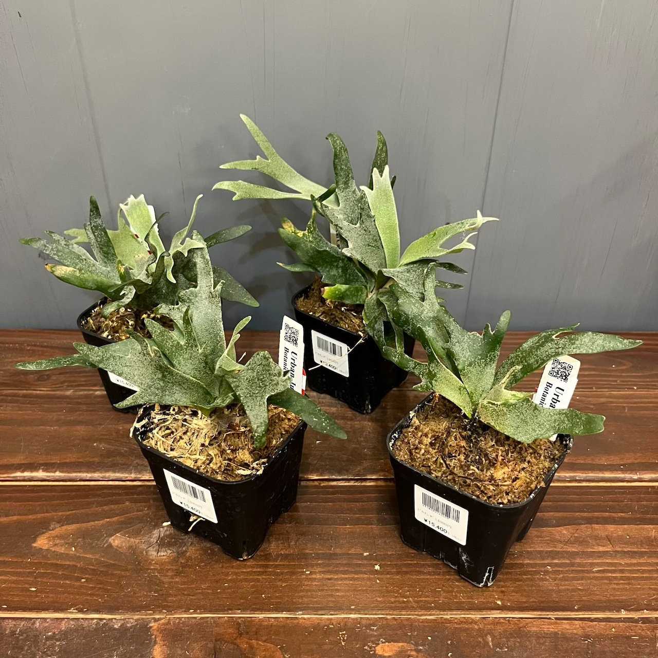 【秋の植え替えフェア対象】【セット】ビカクシダ　ウィリンキー　バクテリア