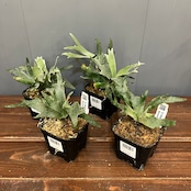 【秋の植え替えフェア対象】【セット】ビカクシダ　ウィリンキー　バクテリア