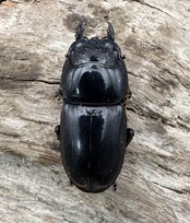 【WD】《スマトラオオヒラタ アチェ産 88mm ペア》