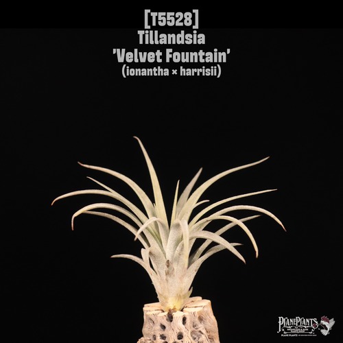 【送料無料】'Velvet Fountain'〔エアプランツ〕現品発送T5528
