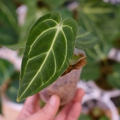 Anthurium Regale / アンスリウム・レガレ【お得なまとめ売り】