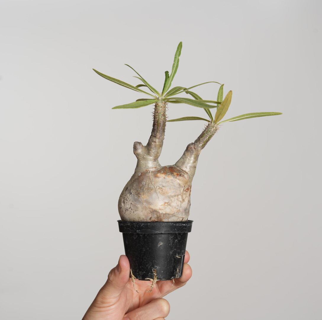 パキポディウム グラキリス no.13〈発根済み〉 | SPECIAL OTHER WORKS