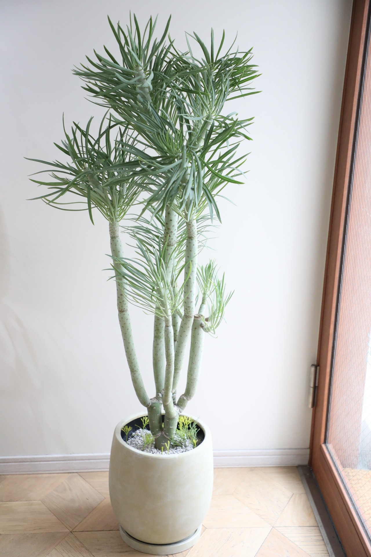 【L】【渋谷区周辺エリア/配送料無料】【135cm】セネシオ クレイニア ネリイフォリア/Senecio kleinia　※陶器鉢付き