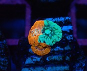 Scolymia Baby "Chimera" 2