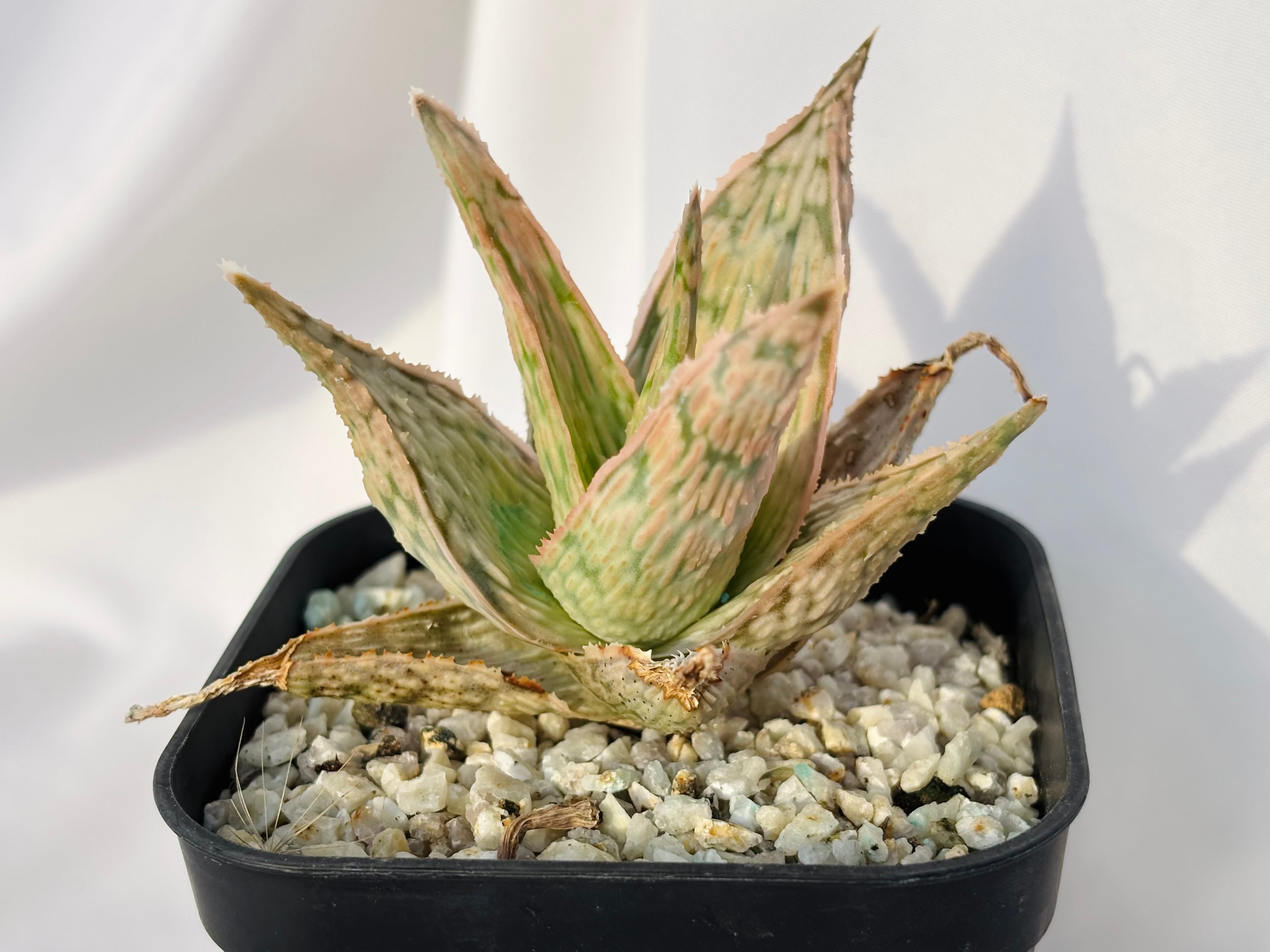 Aloe rauhii 'Super Snow flake' アロエ スーパースノーフレーク