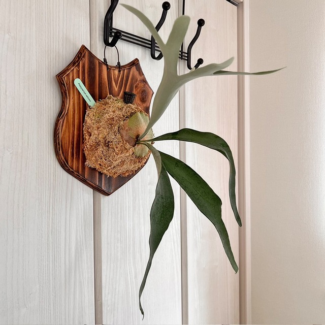 ビカクシダ ベイチー 板付 【観葉植物 壁掛け コウモリラン】