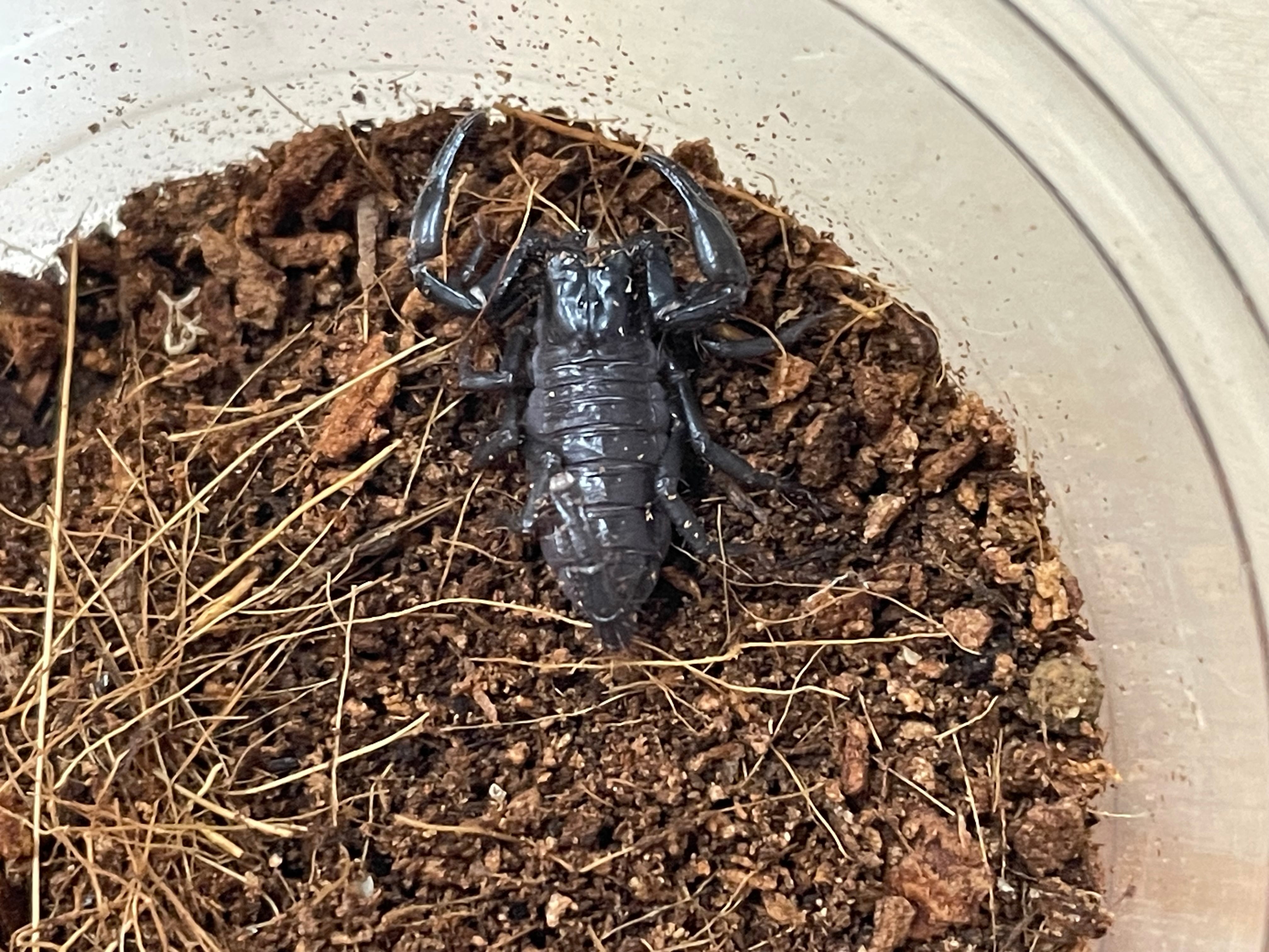 Macrothele raveni 中国産ジョウゴグモ | 奇蟲・昆虫・甲殻類販売 crab