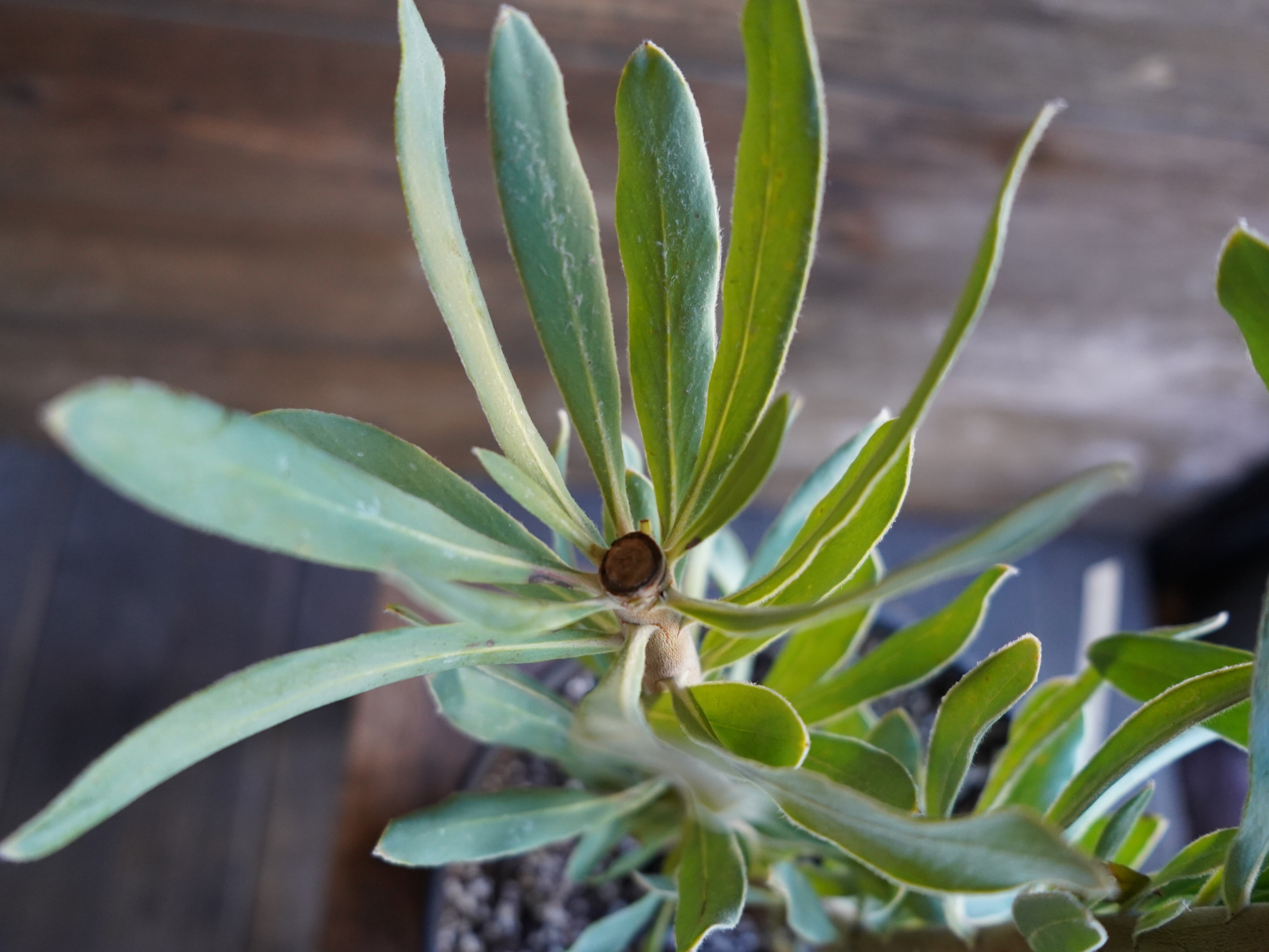 【現物】プロテア ”ニオベ”