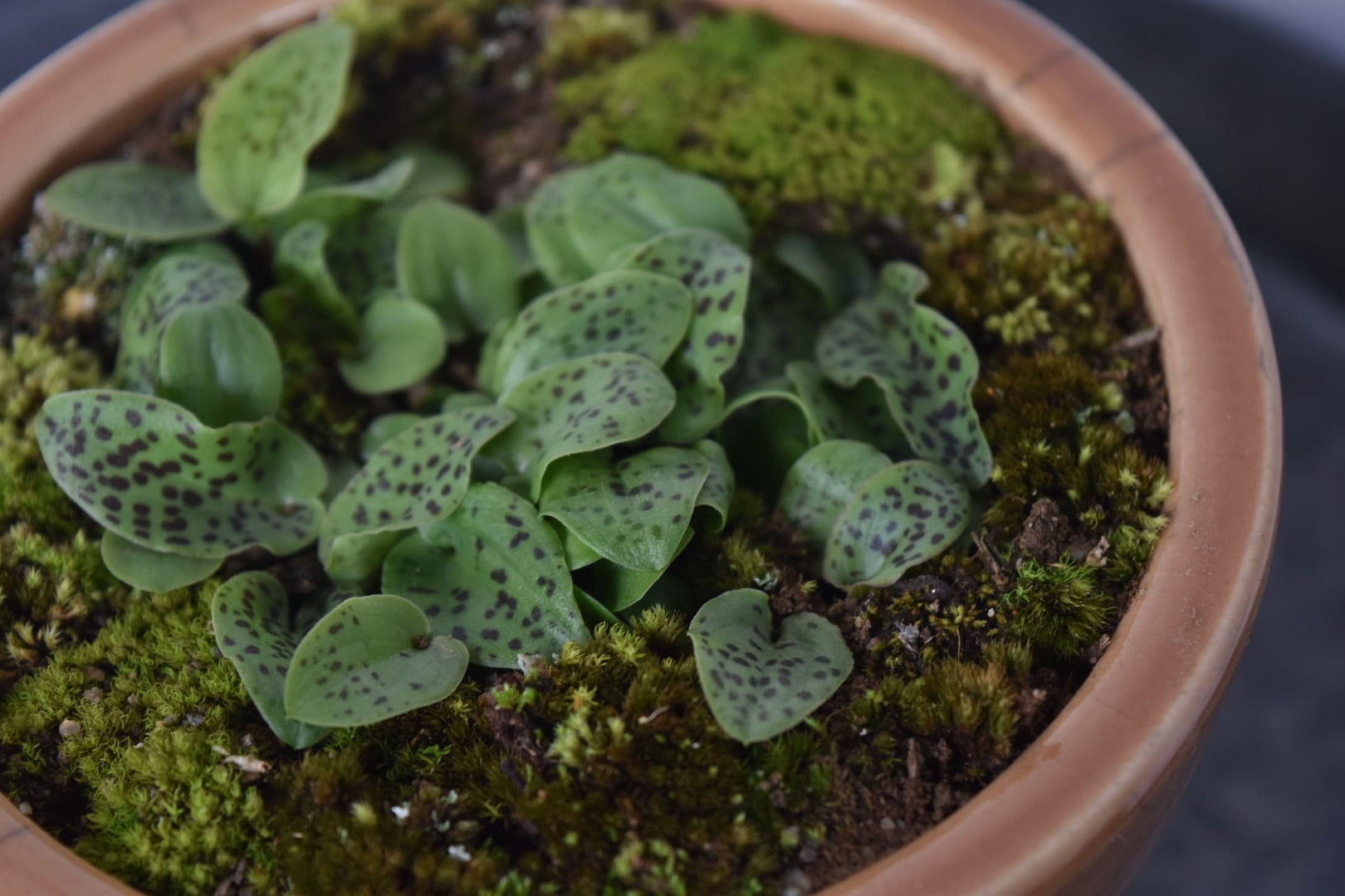 希少多肉植物 ドリミオプシス マクラータ盆栽仕立 | GraceUp_Green