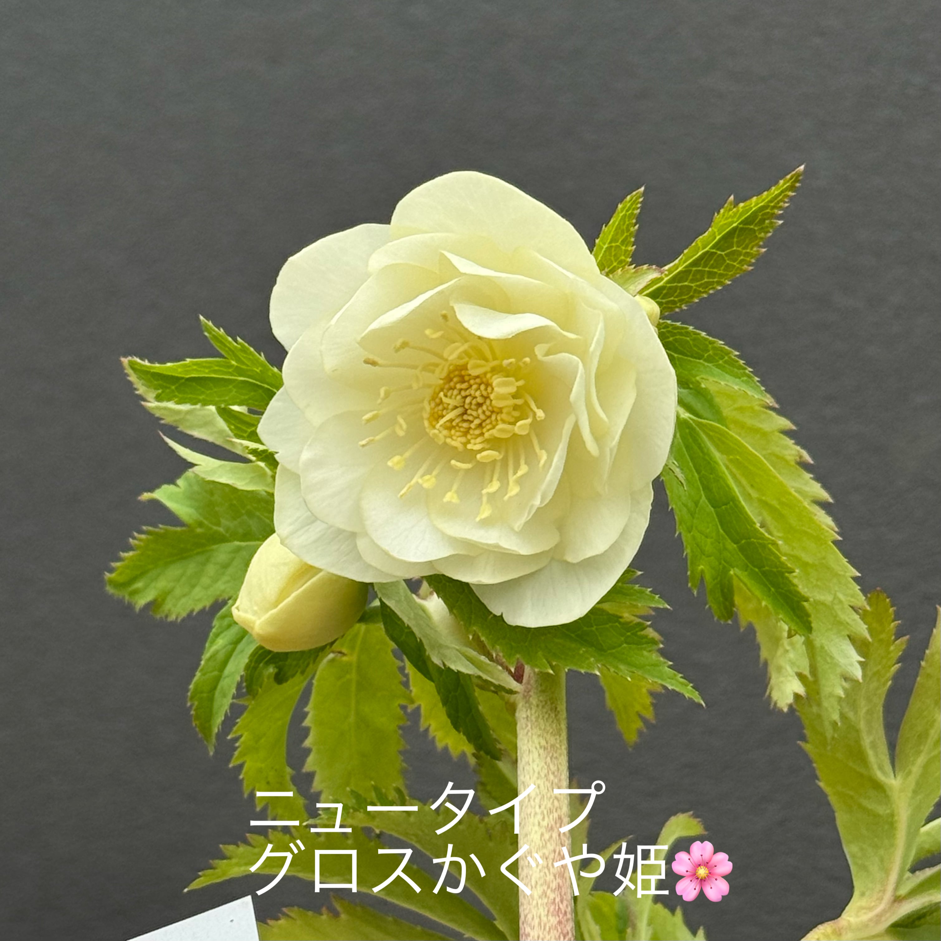 26-174 グリーンリップ 加藤農園 クリスマスローズ 加藤農園 グリーンリップ系 クリスマスローズ 【公式通販】