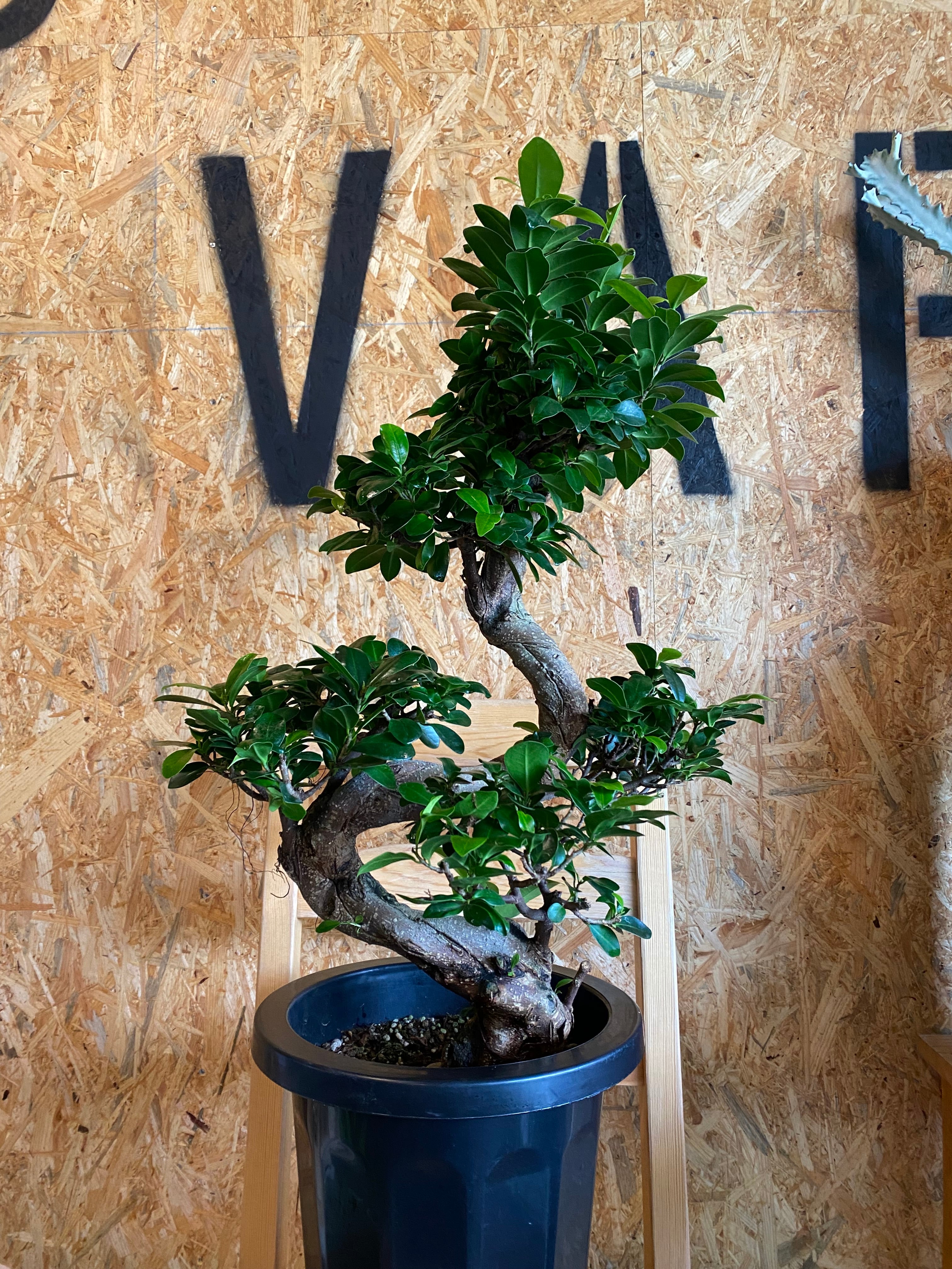 ガジュマル約1.5メートル/13号 ガジュマル約1.5メートル/13号 観葉植物 ガジュマル 4号 股仕立て