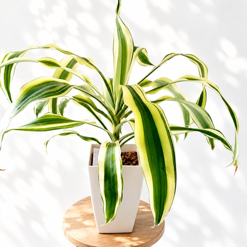 ドラセナ ヴィクトリア 観葉植物 calm cafe