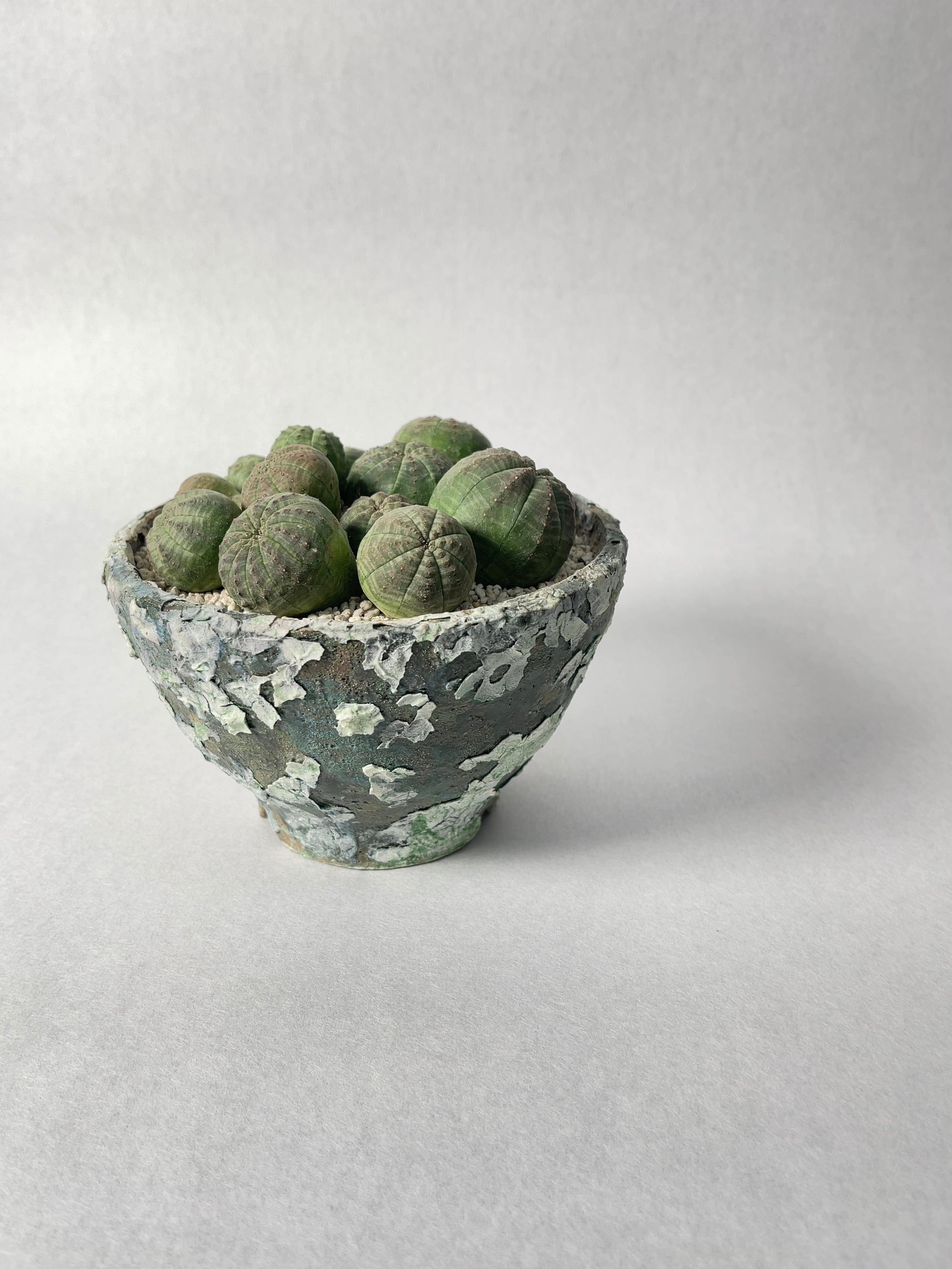 ユーフォルビア・オベサ | trigger