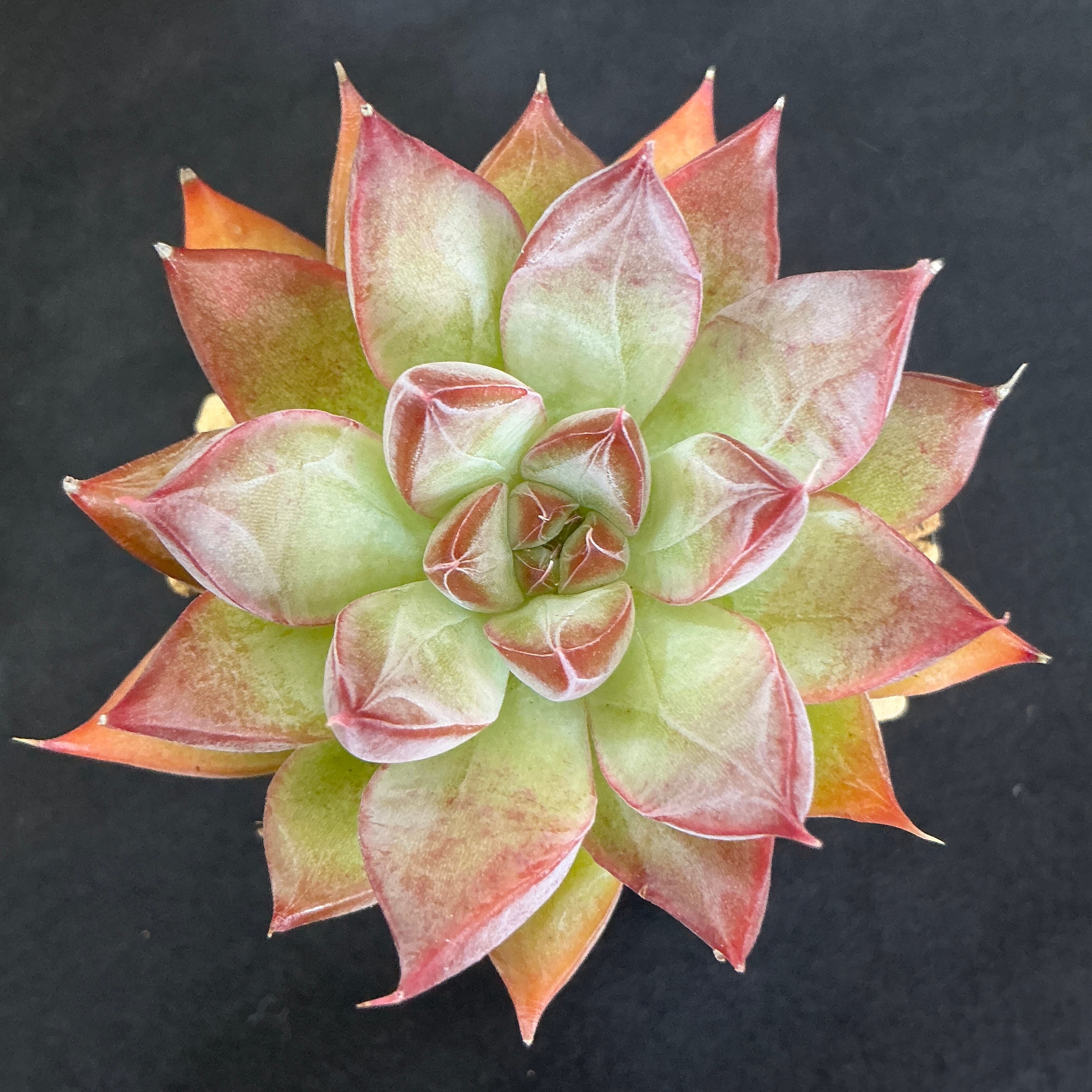 多肉アンさん苗✨リリス✕ラウイ❤️ 多肉アンさんの苗(*´∀｀*) | Taniku＊Garden