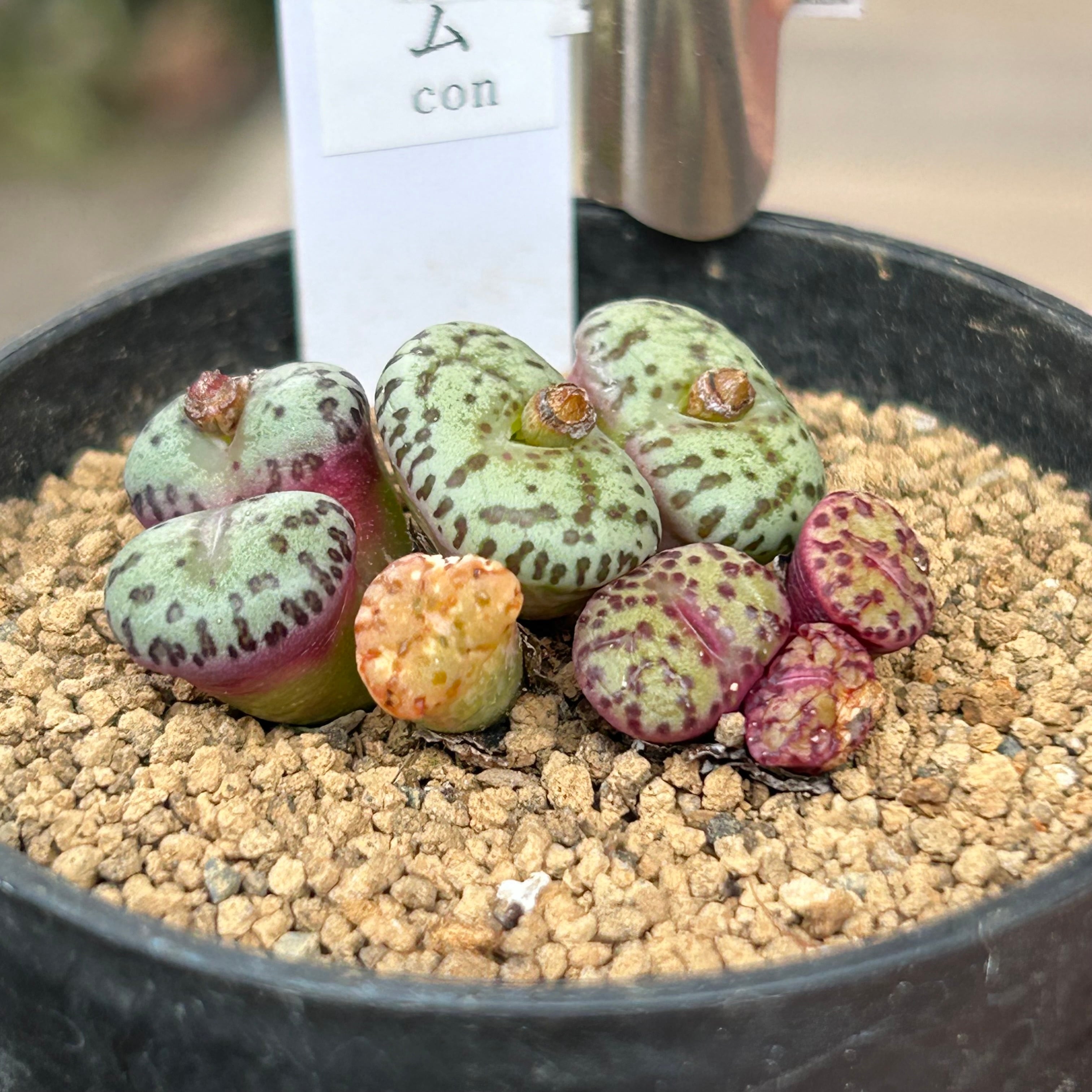 8fcdcea6a8f2ea400f378568824758