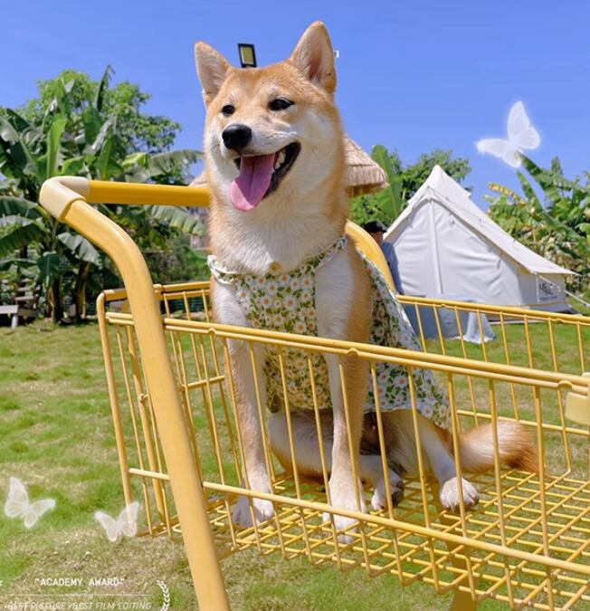 ドッグ 犬 小型犬 ドッグウェア 室内着 お花 かわいい きれいめ シンプル カジュアル 上品 おしゃれ レトロ ラフ モダン 主役級 存在感 ラブリー キュート ベーシック シンプル 花柄 ストライプ 春 夏 秋 冬 オールシーズン 女の子 スクール デート お出かけ お泊まり リゾート 旅行 海 プール レストラン 公園 休日 レストラン ショッピング お花見 カフェ 朝 散歩 ウォーキング 室内 プチプラ 普段使い トレンド 流行 インスタ映え 定番 XS S M L XL イエロー ピンク グリー