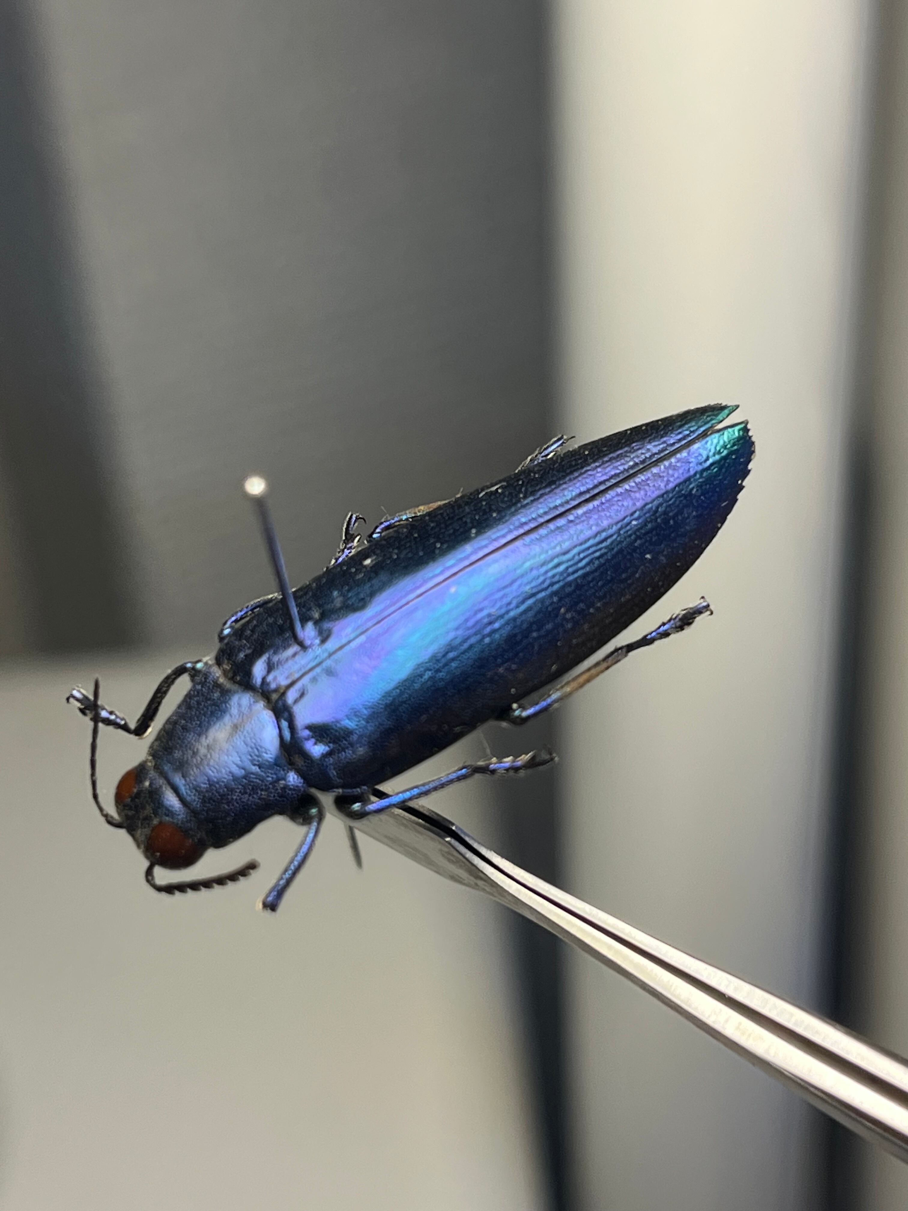 39mm】クロモンベニオウサマムカシタマムシ Calodema plebeia