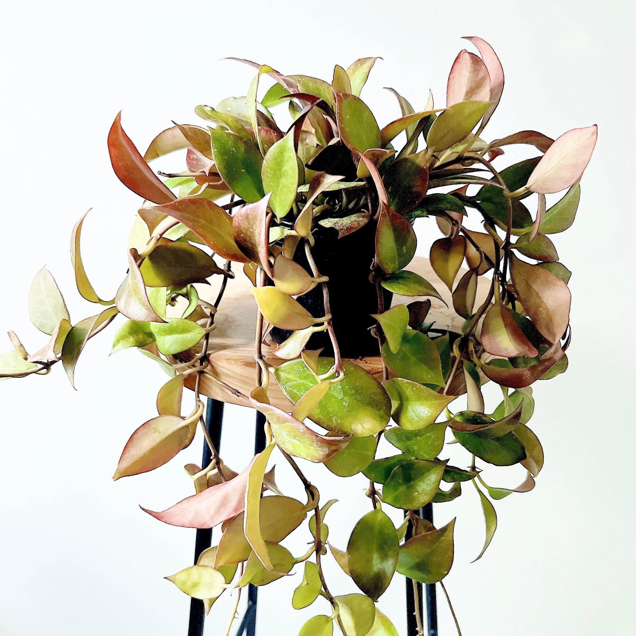 ② フィカス　リラータ　イヴォンヌ　斑入り　カシワバゴムの木 希少》フィカス リラータ イヴォンヌ 斑入り カシワバゴム 3.5号＊calm