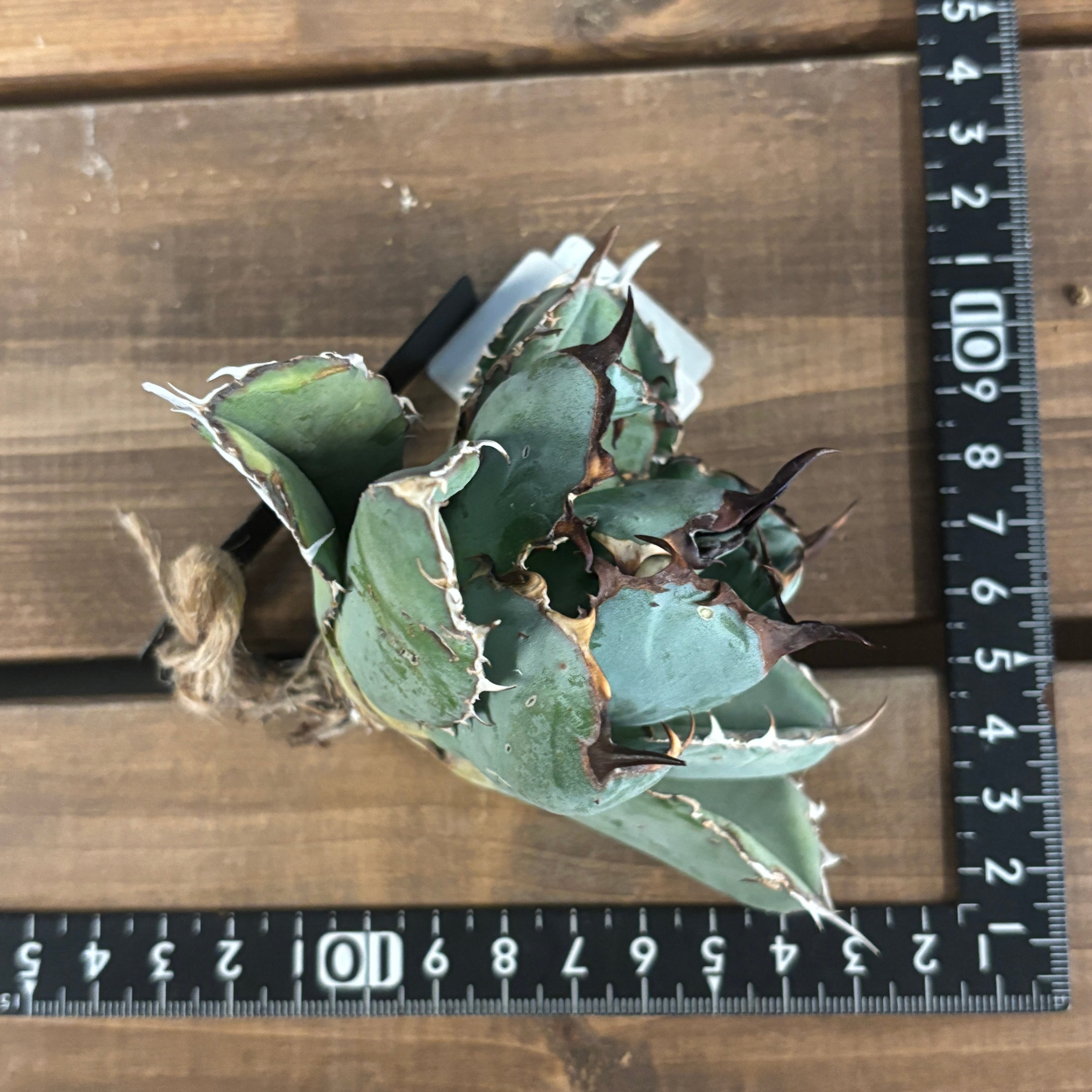 アガベ チタノタ ブラック＆ブルー(ブラックアンドブルー)【909