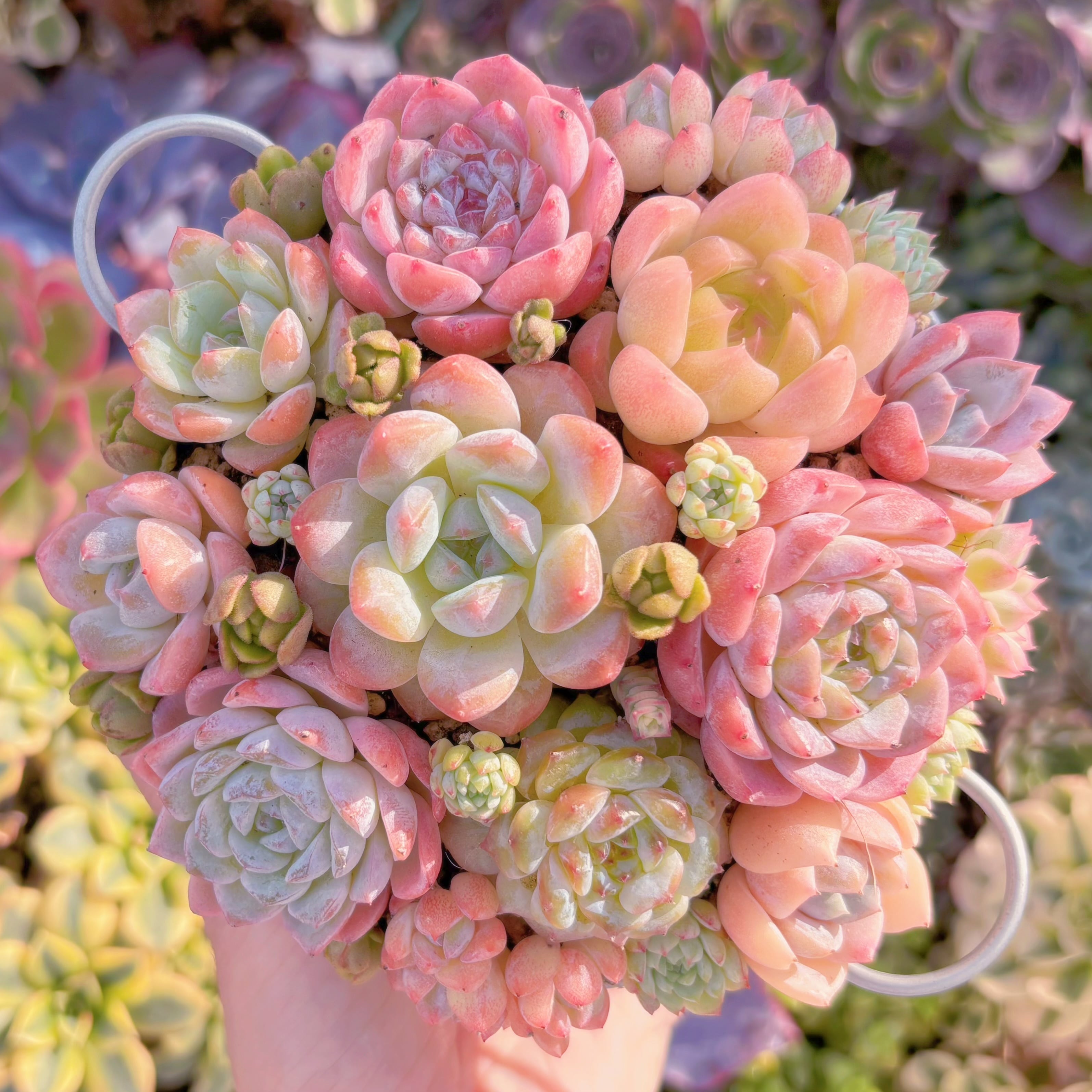 大人気☆Sランク☆寄せ植えセット | るる農園~多肉植物専門