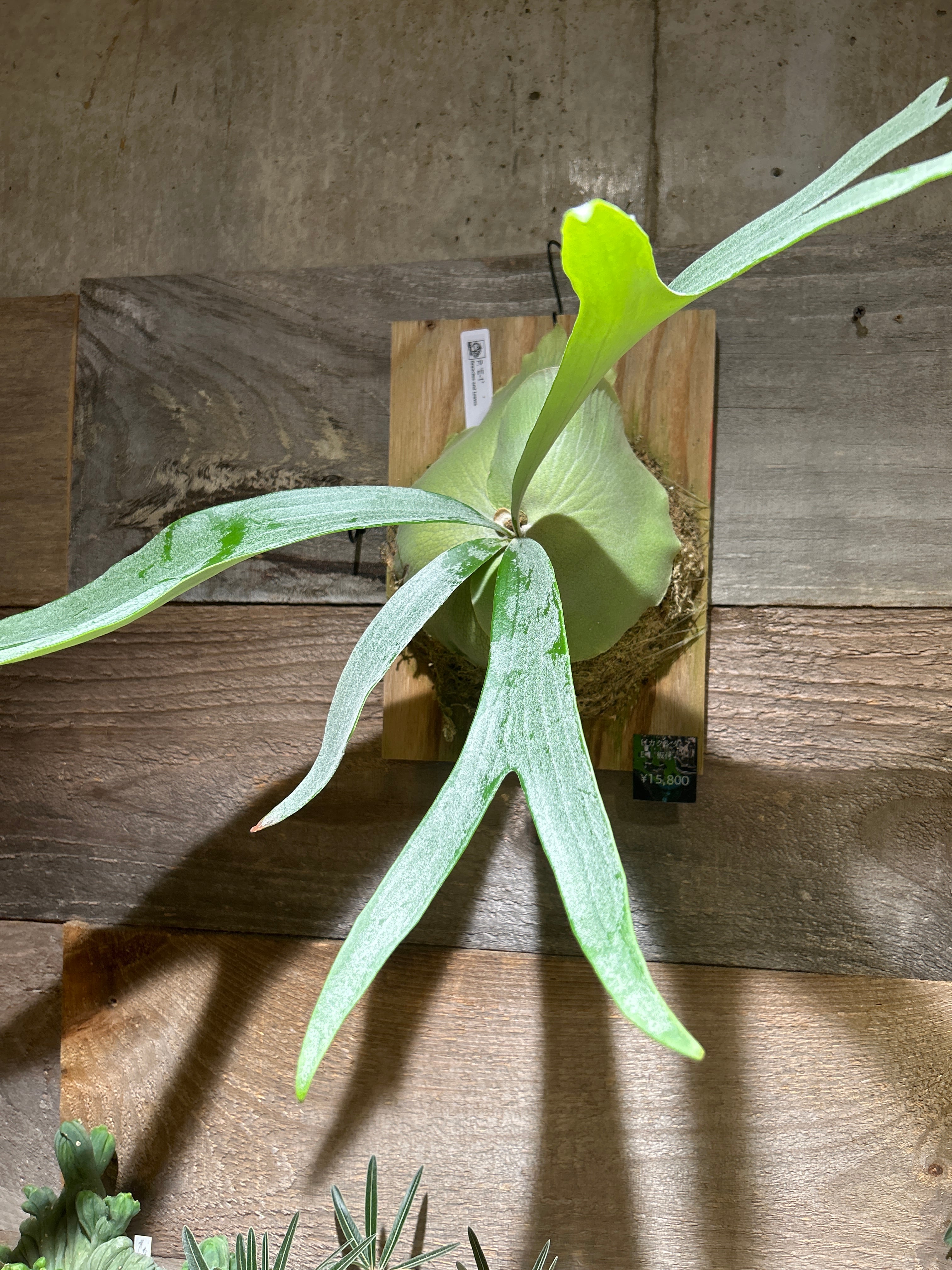 観葉植物 | 植物との暮らし apricot