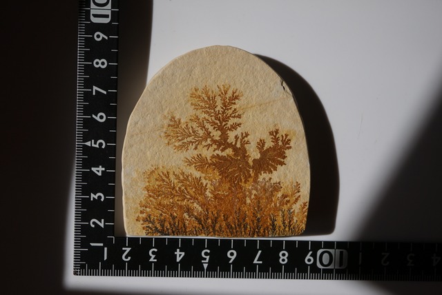 デンドライト 忍石 Dendritic limestone 1307