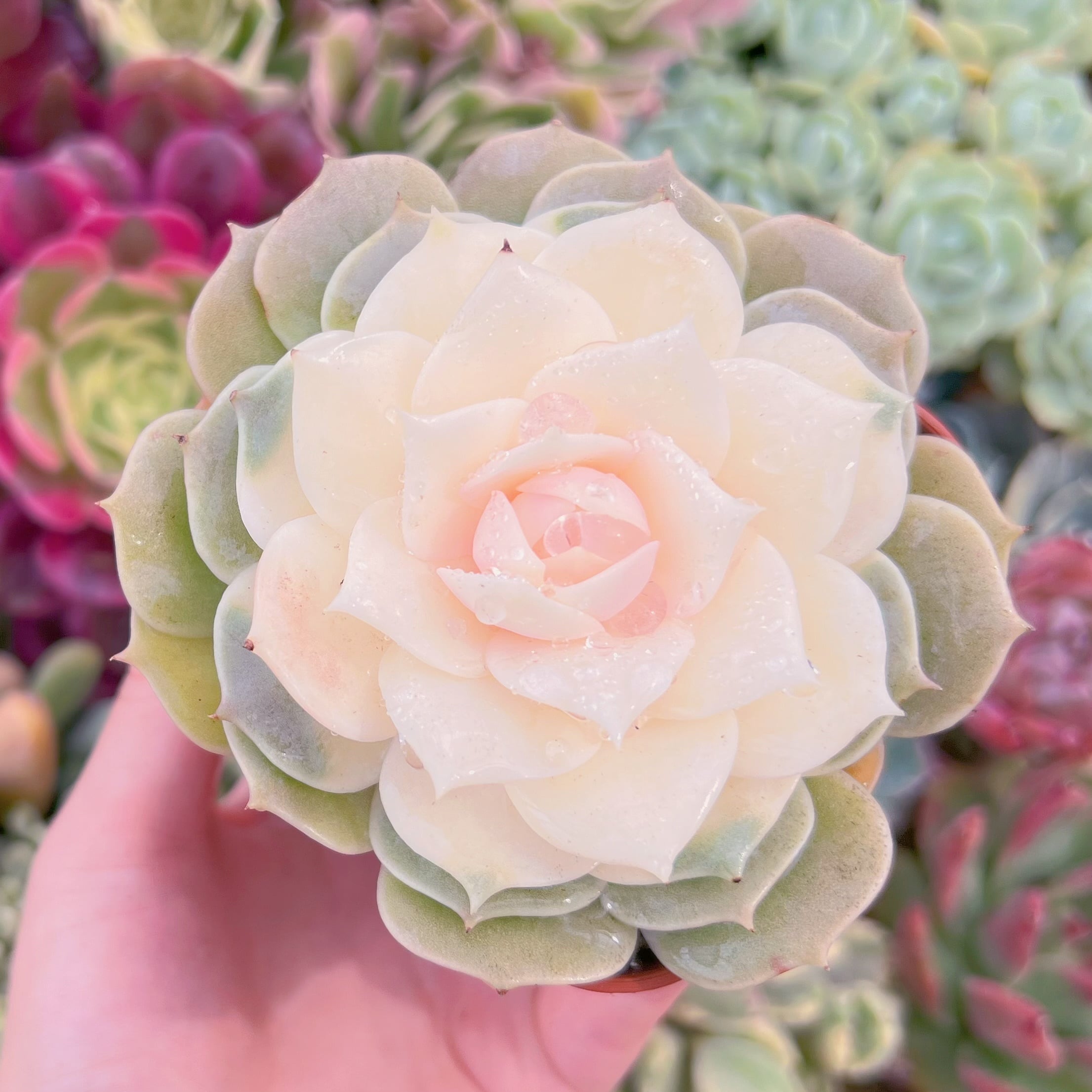 現品　ローラ錦#023　るる農園