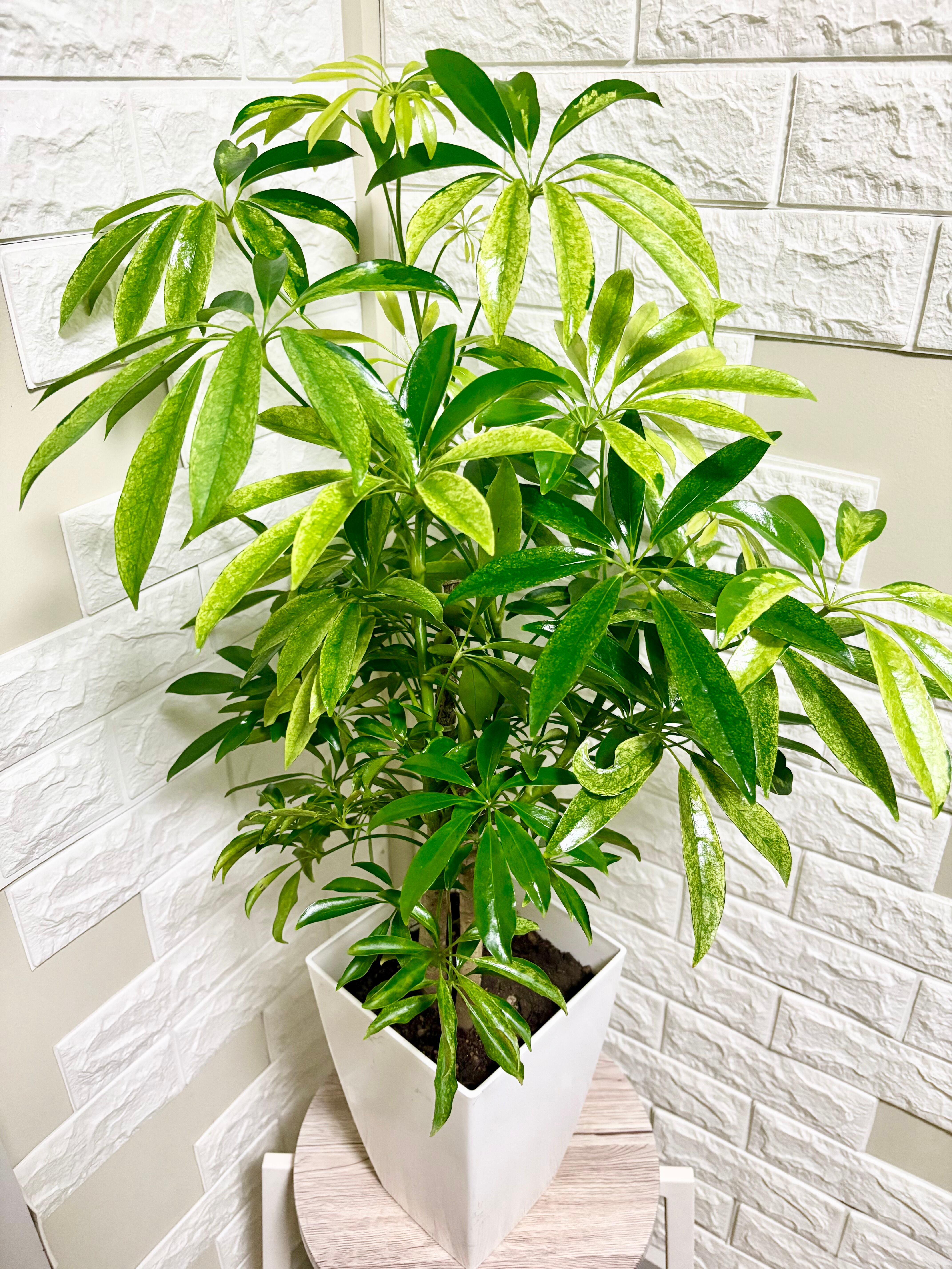 エバーフレッシュ⭐️曲がり⭐️観葉植物 エバーフレッシュ⭐️曲がり⭐️観葉植物 | 観葉植物のお店 feerie
