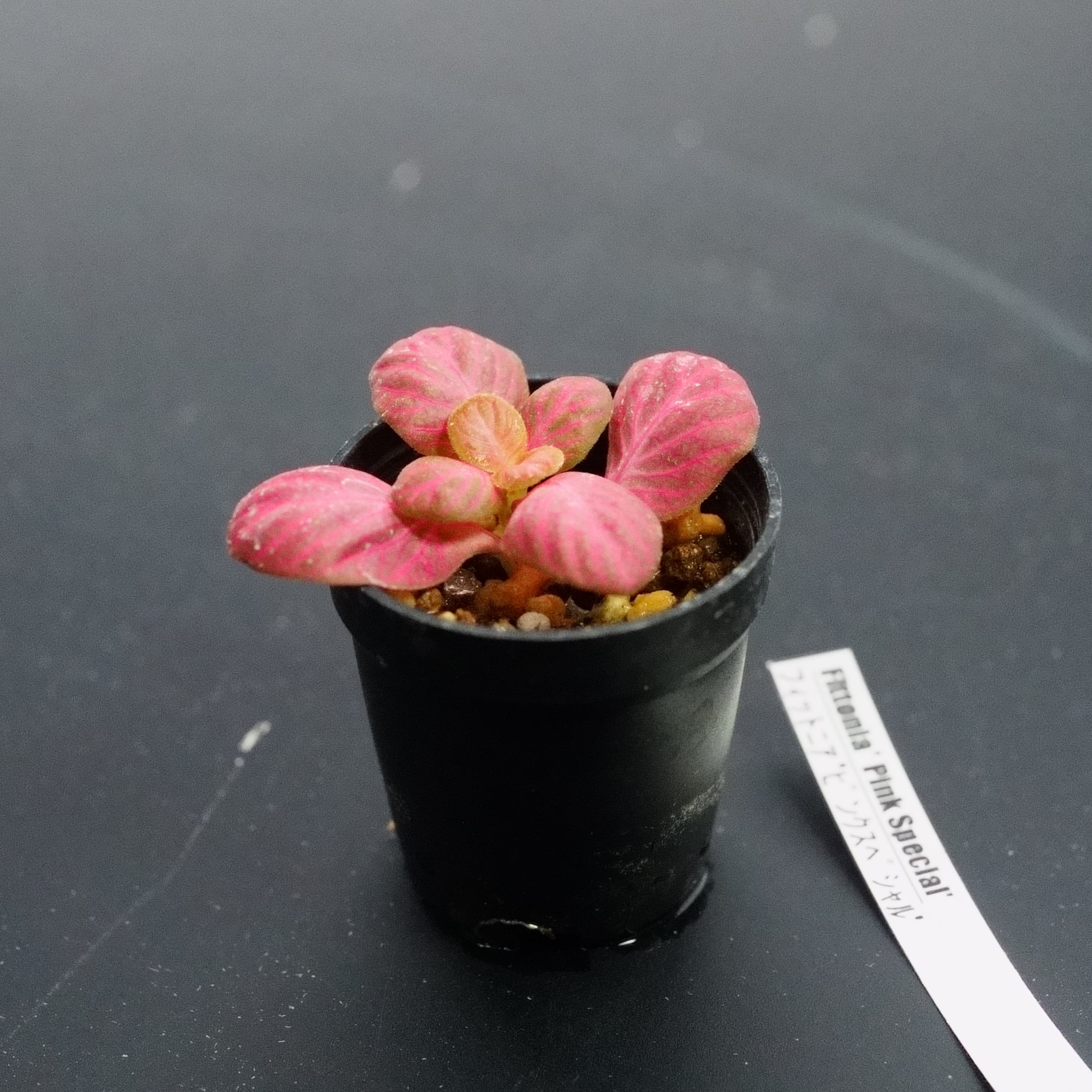 フィットニア ピンクスペシャル（紅 - KURENAI） | 栽培苔と苔