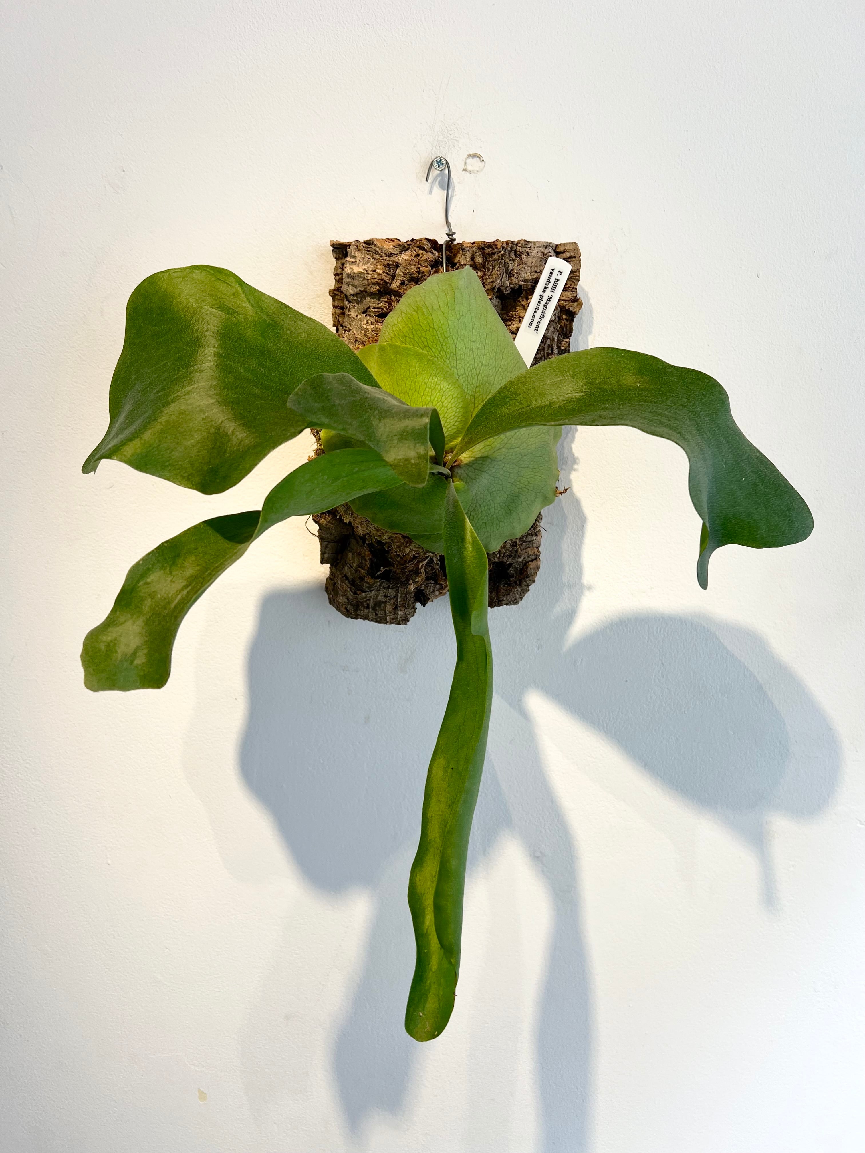 のり 2点 ビカクシダ のり 2点 ビカクシダ ビカクシダの森