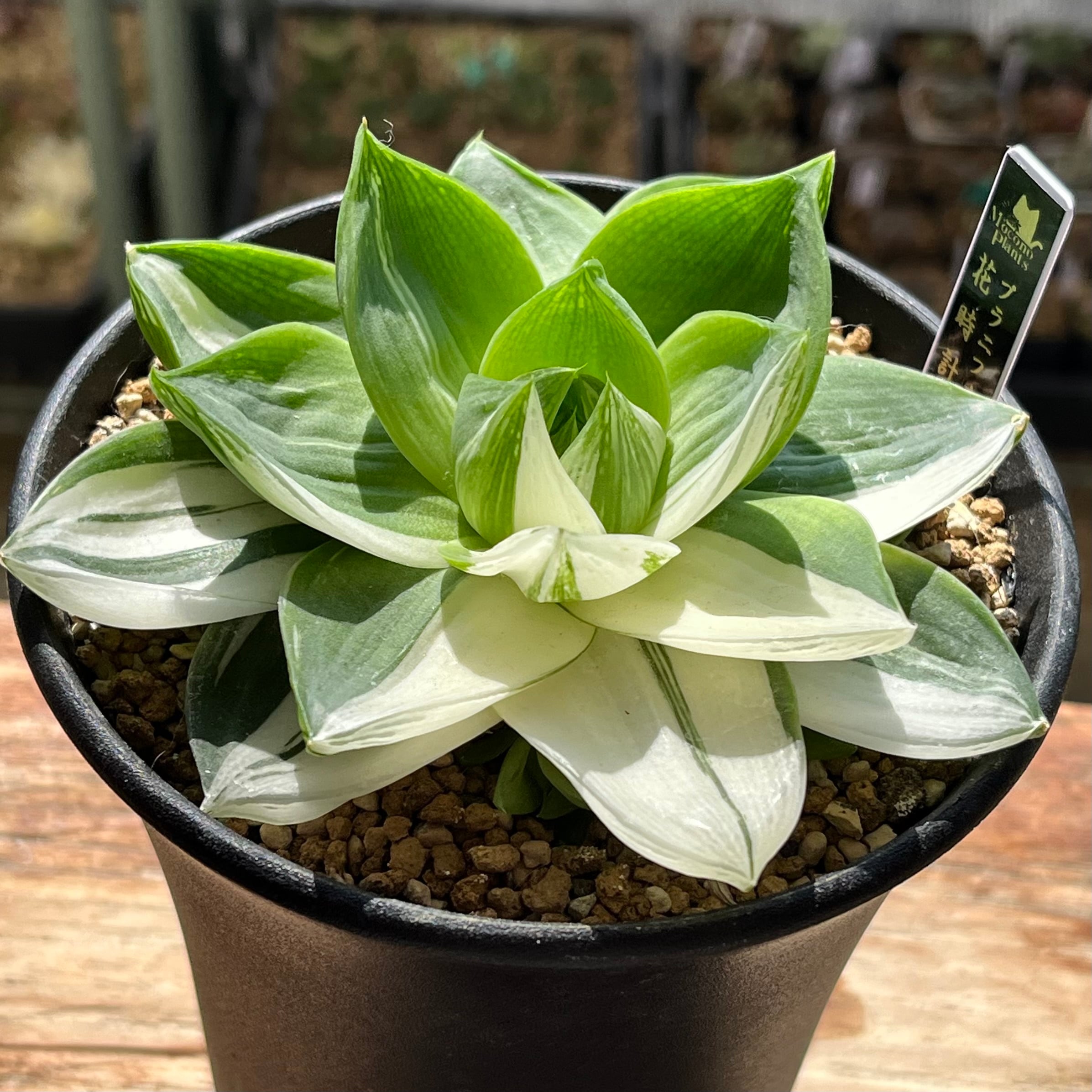 ハオルチア 楼蘭錦 | mocono_plants