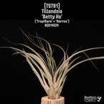 Tillandsia 'Betty Ho'〔ティランジア〕T5781