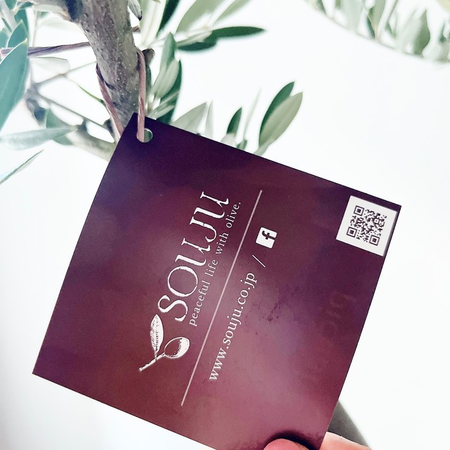 【一点もの】創樹 SOUJU オリーブ ピクアル 観葉植物 calm cafe