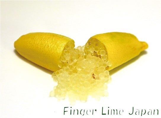 フィンガーライム YELLOW イエロー 1年生15㎝ポット【品種確定済み】【結実確認】【希少で貴重】