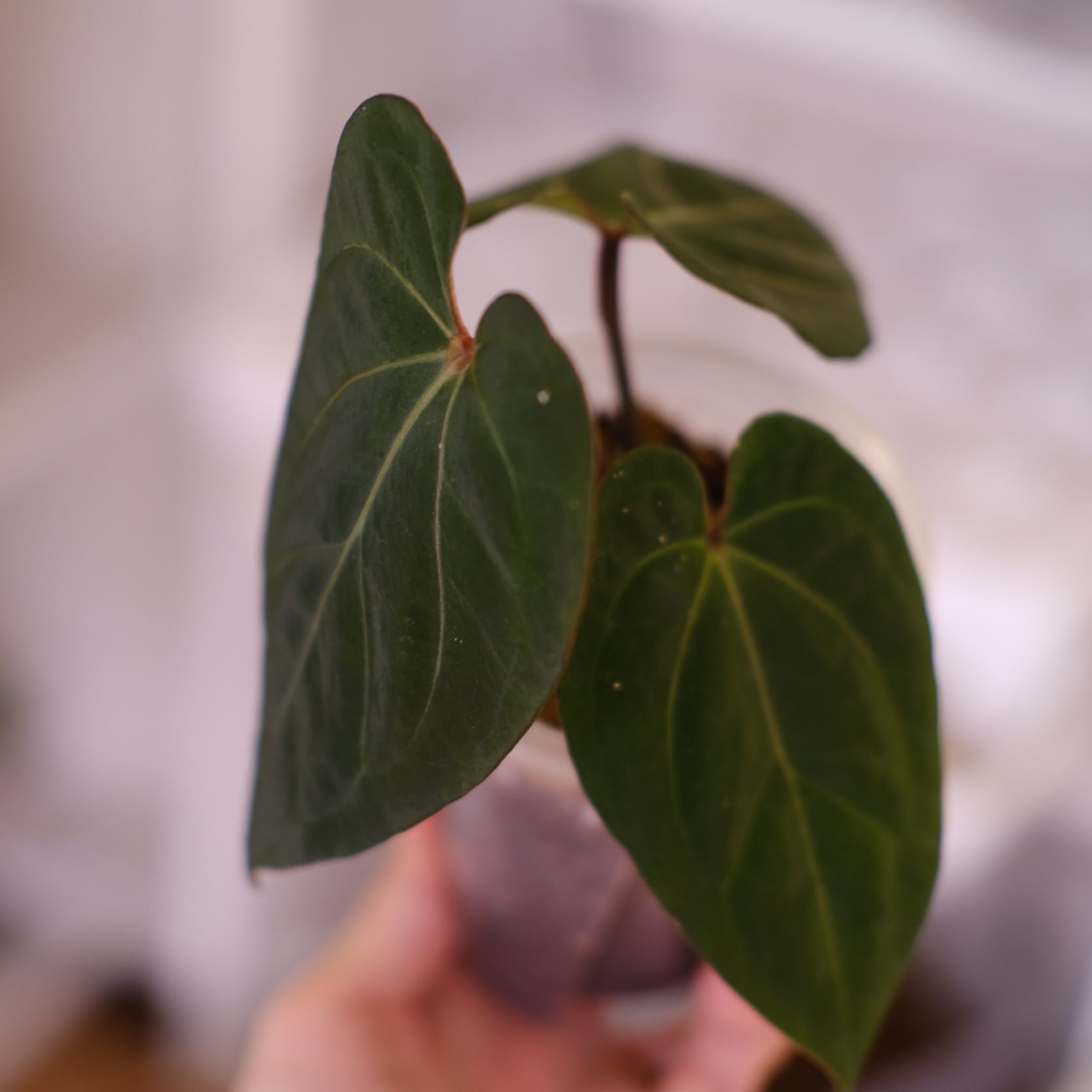 アンスリウム・キングオブスペード × ミシェル│Anthurium King of