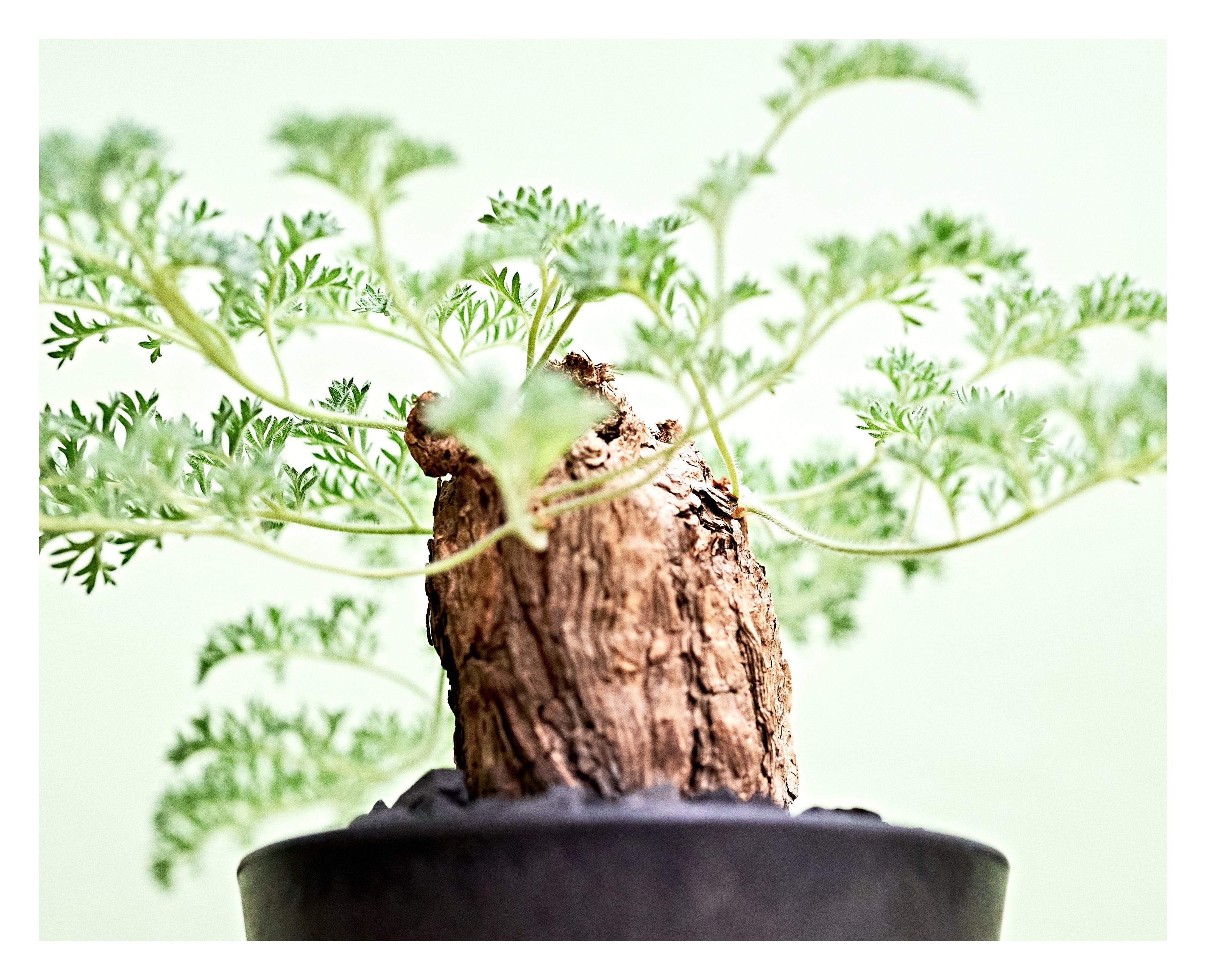 Pelargonium triste ペラルゴニウムトリステ | いい日あたり