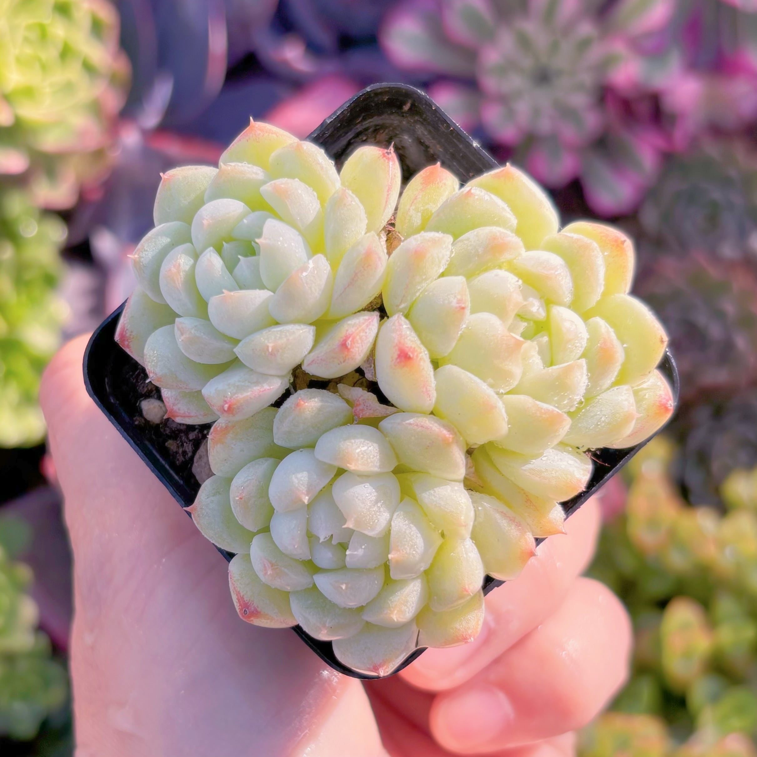 現品　美妮#M145　るる農園