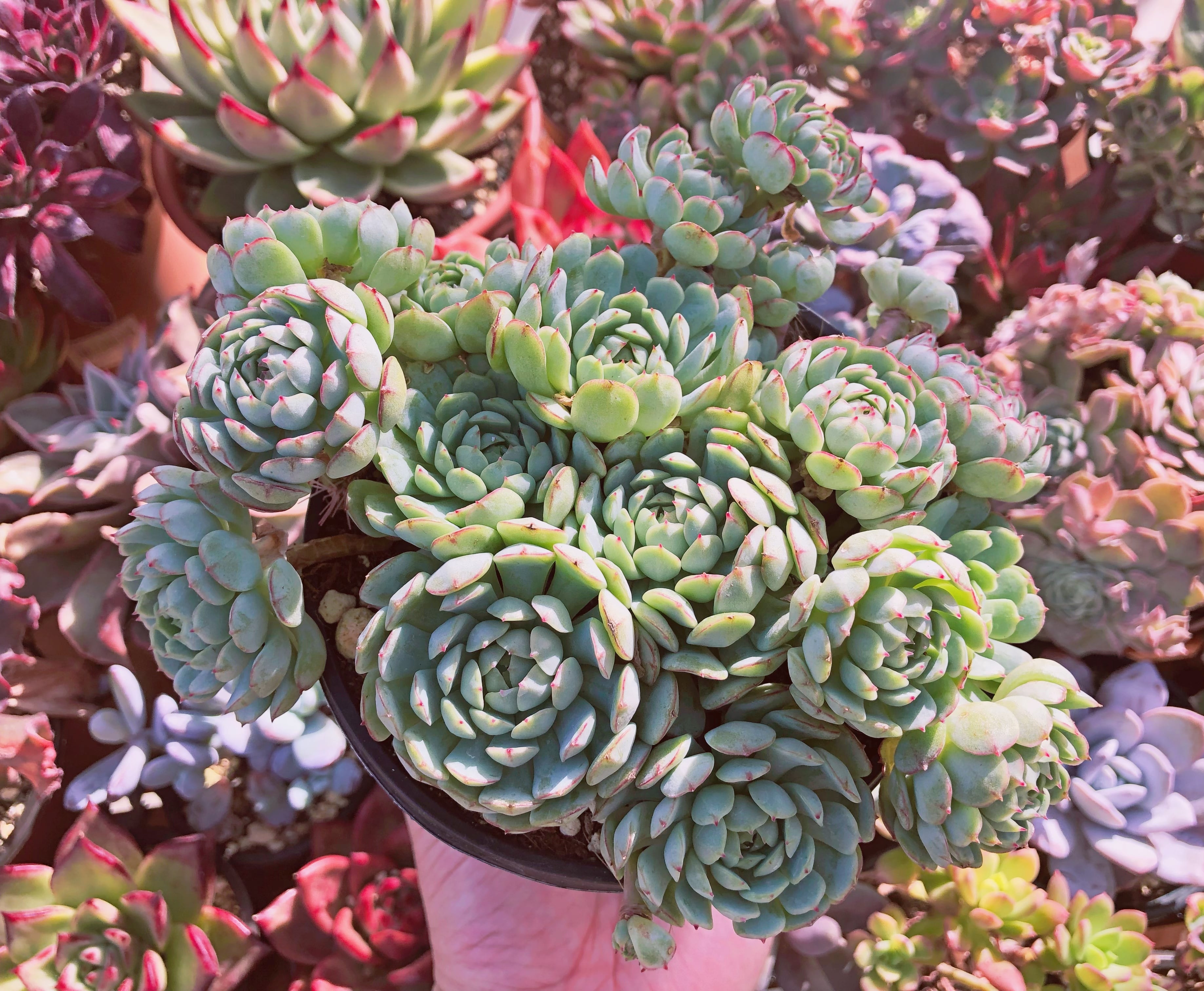 多肉植物 グロブローサx静夜 特特大群生 直径約14センチ | るる農園