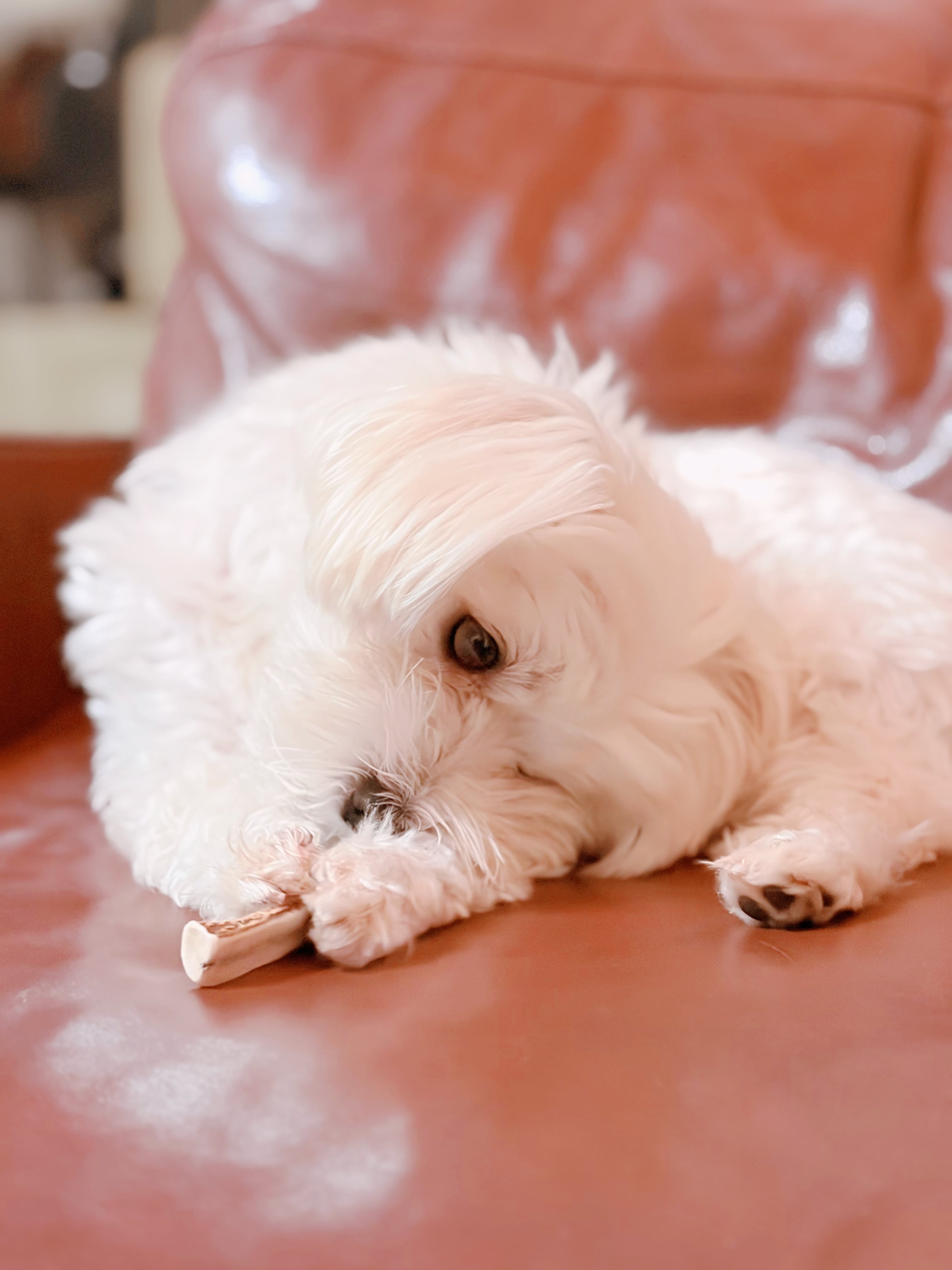 ドッグガムSサイズ(超小型~小型犬向) 鹿角かみかみ習慣 犬用ガム 天然鹿角 デンタルケア 国産 無添加 ストレスケア 犬用おもちゃ 歯ぐきマッサージ