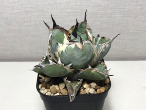 アガベ チタノタ ’ブラックアンドブルー錦’