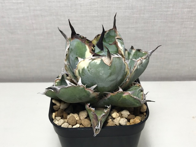 アガベ チタノタ ’ブラックアンドブルー錦’